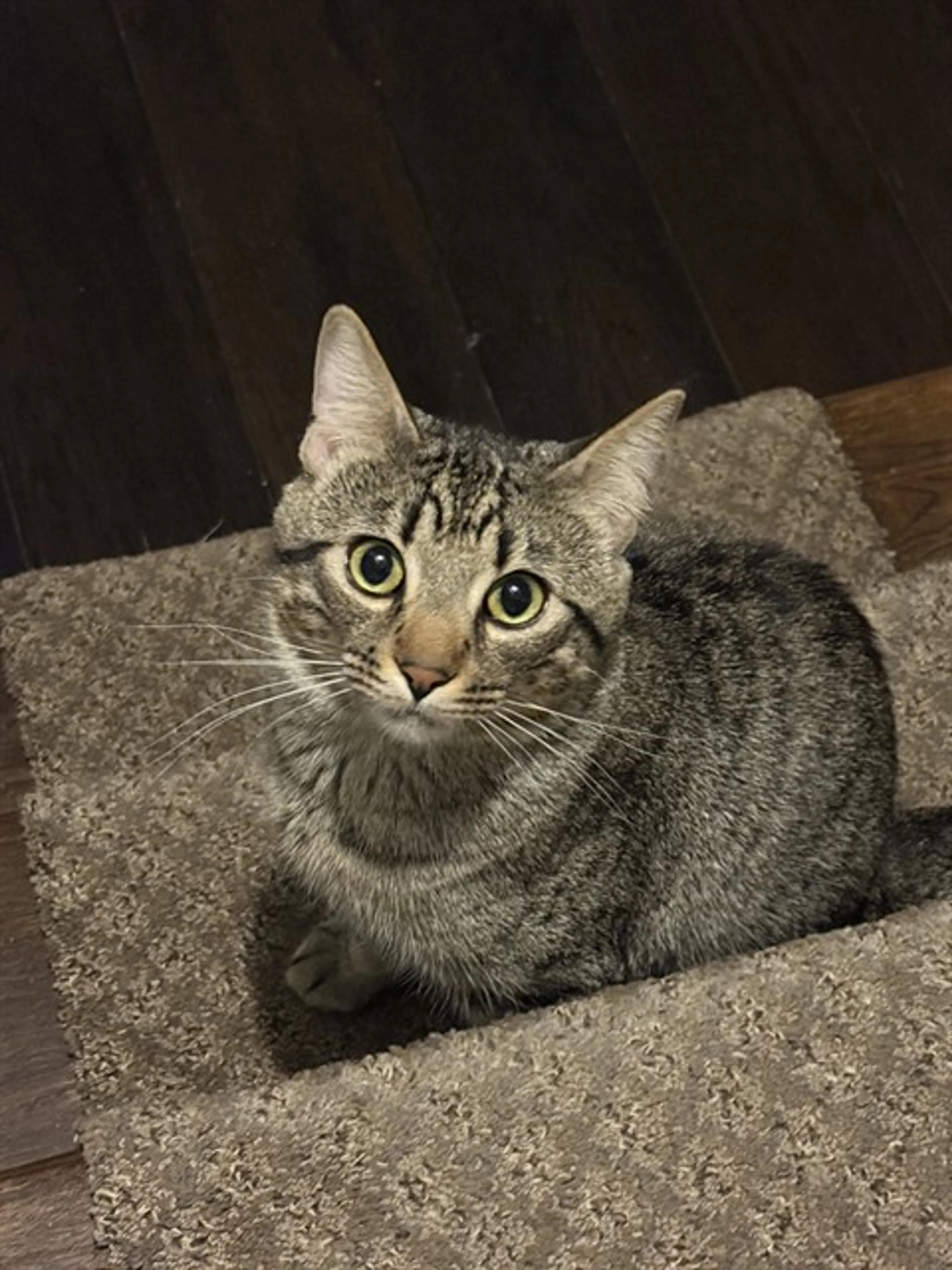 Found pet