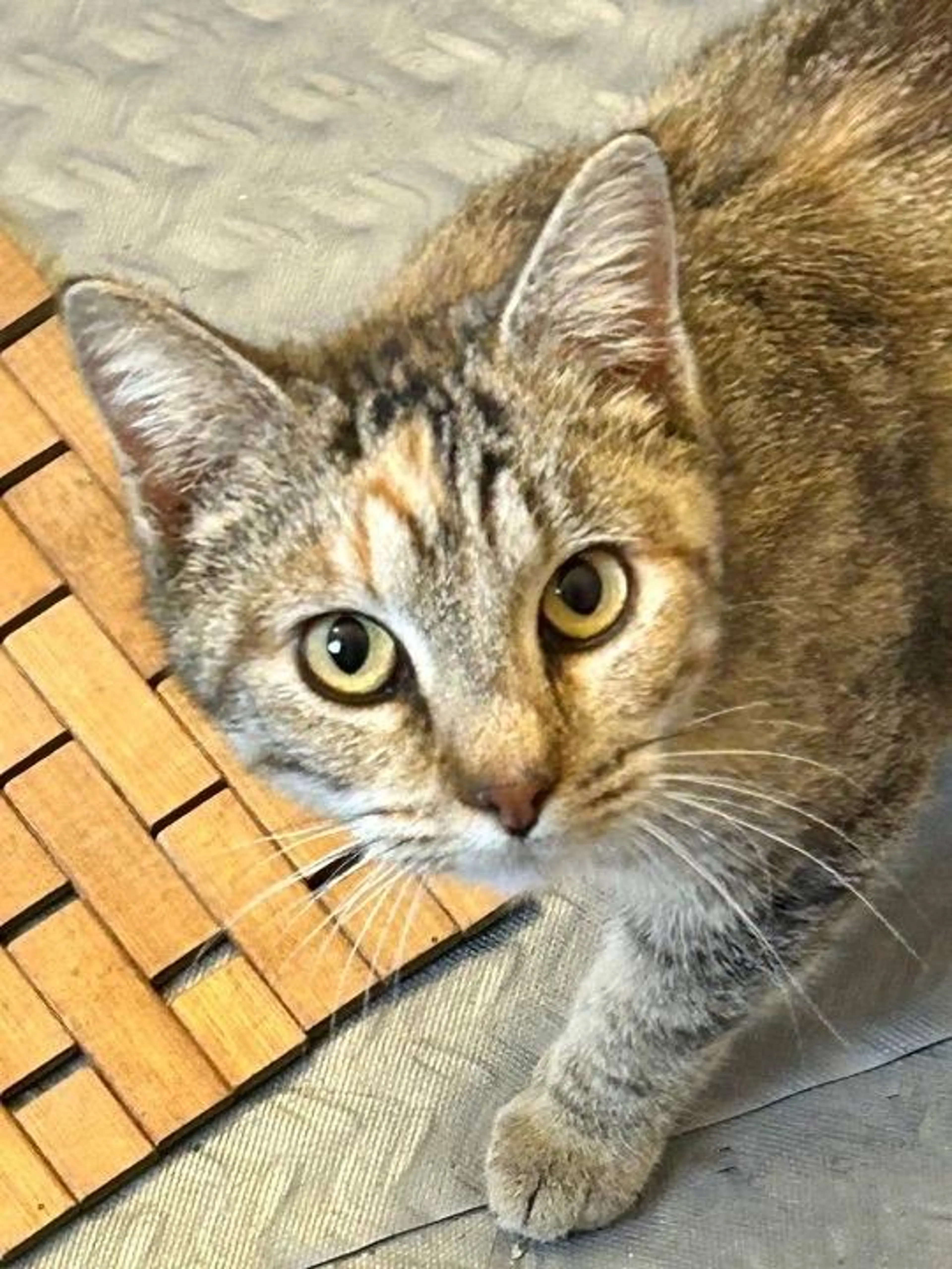 Found pet-0