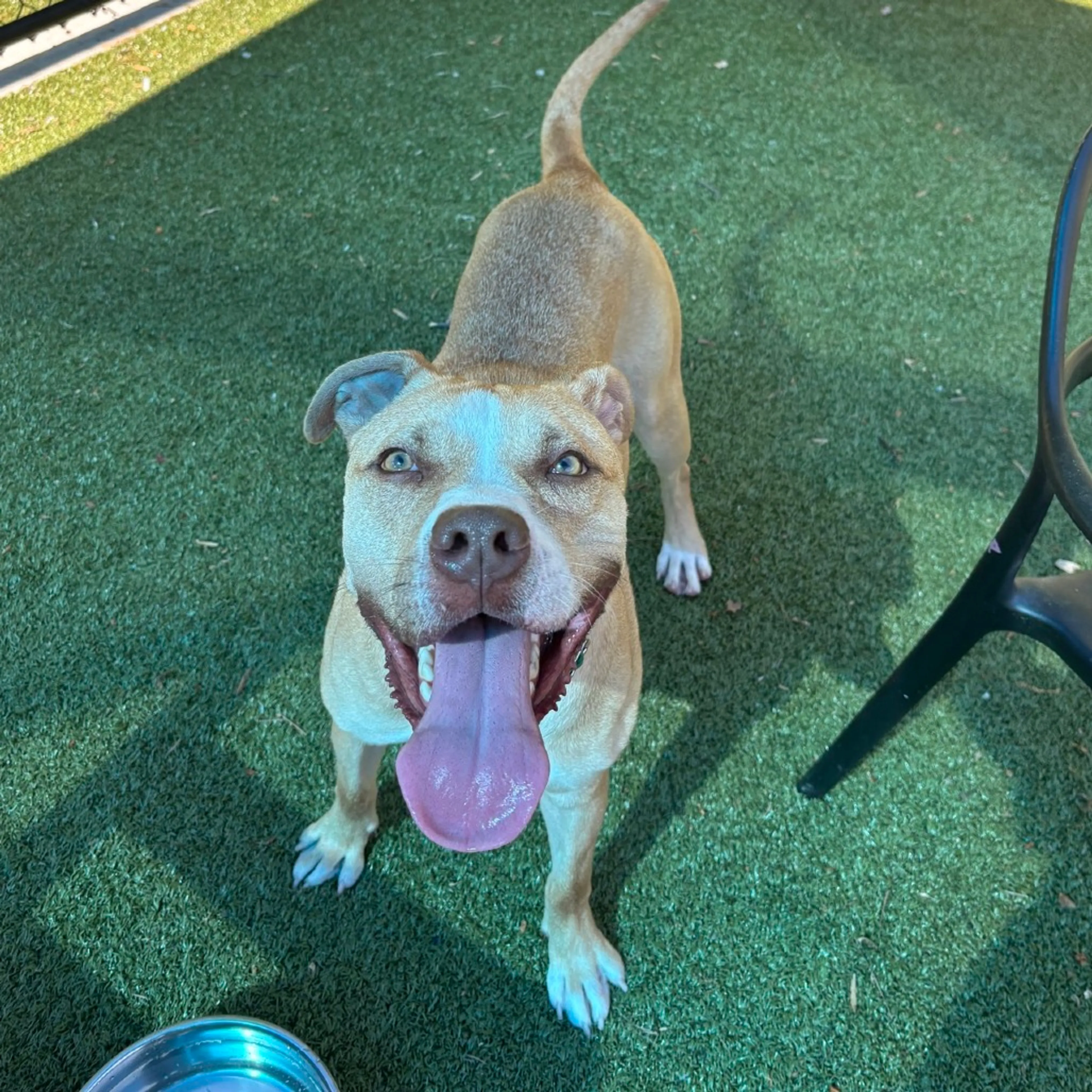 Found pet-2
