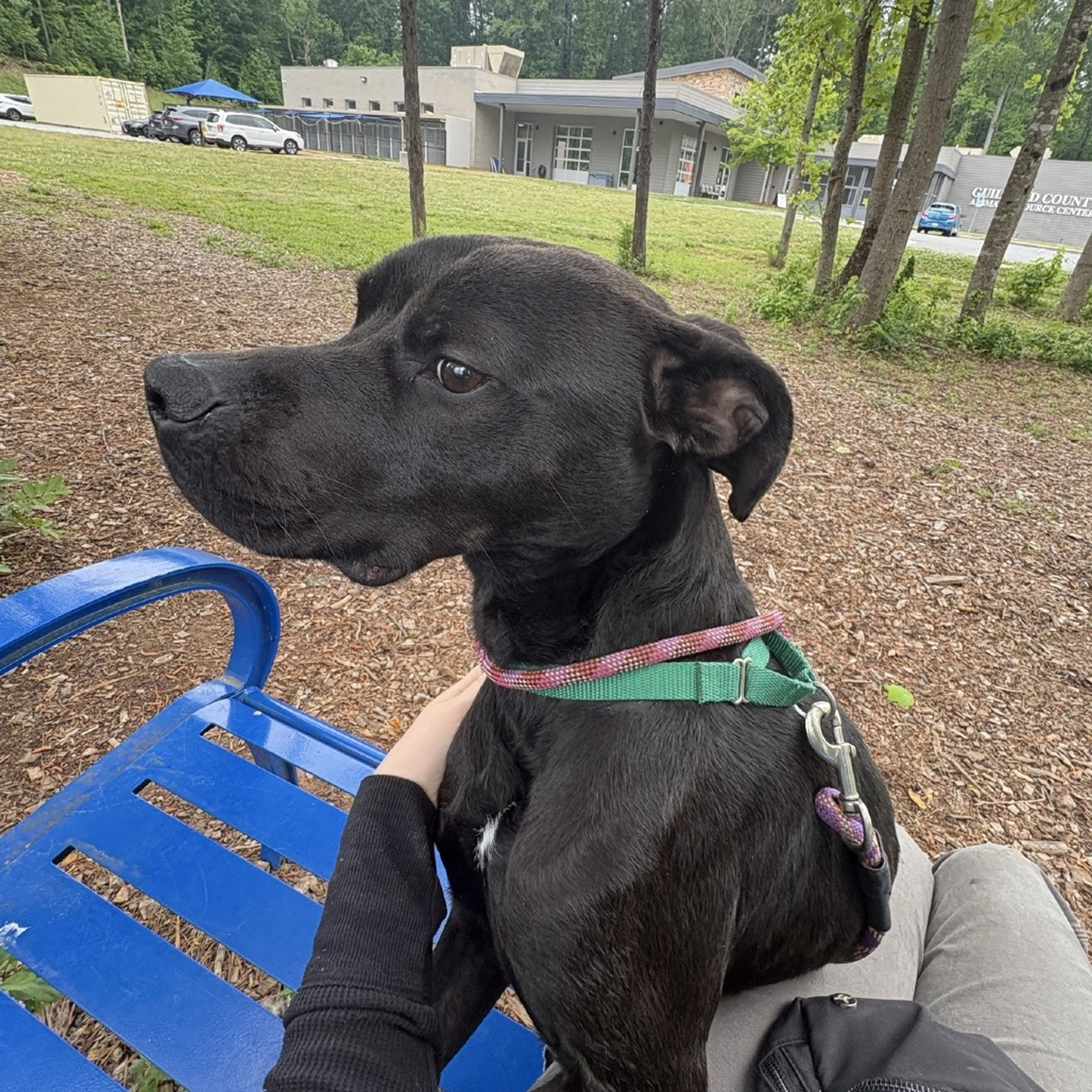 Found pet-8