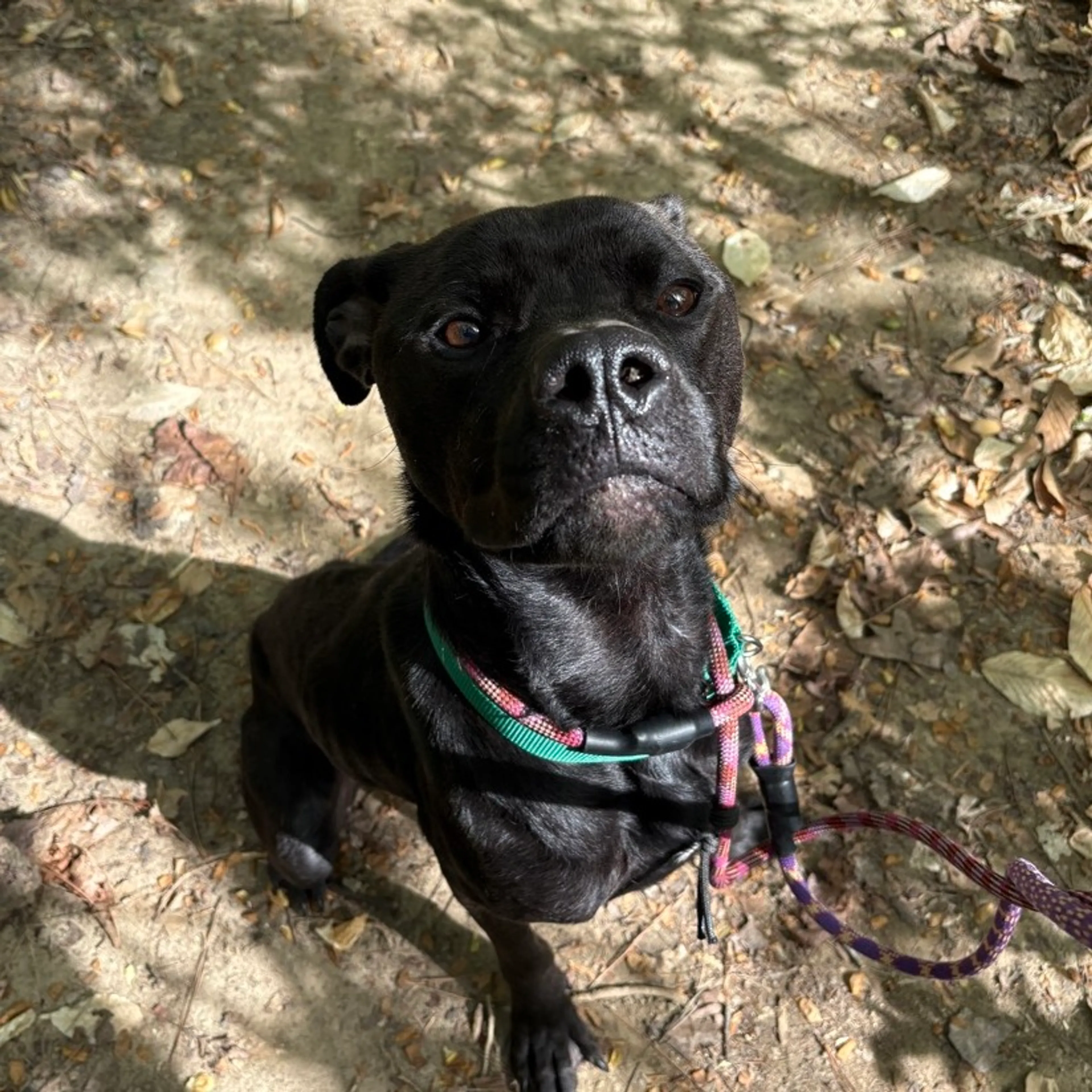 Found pet-1