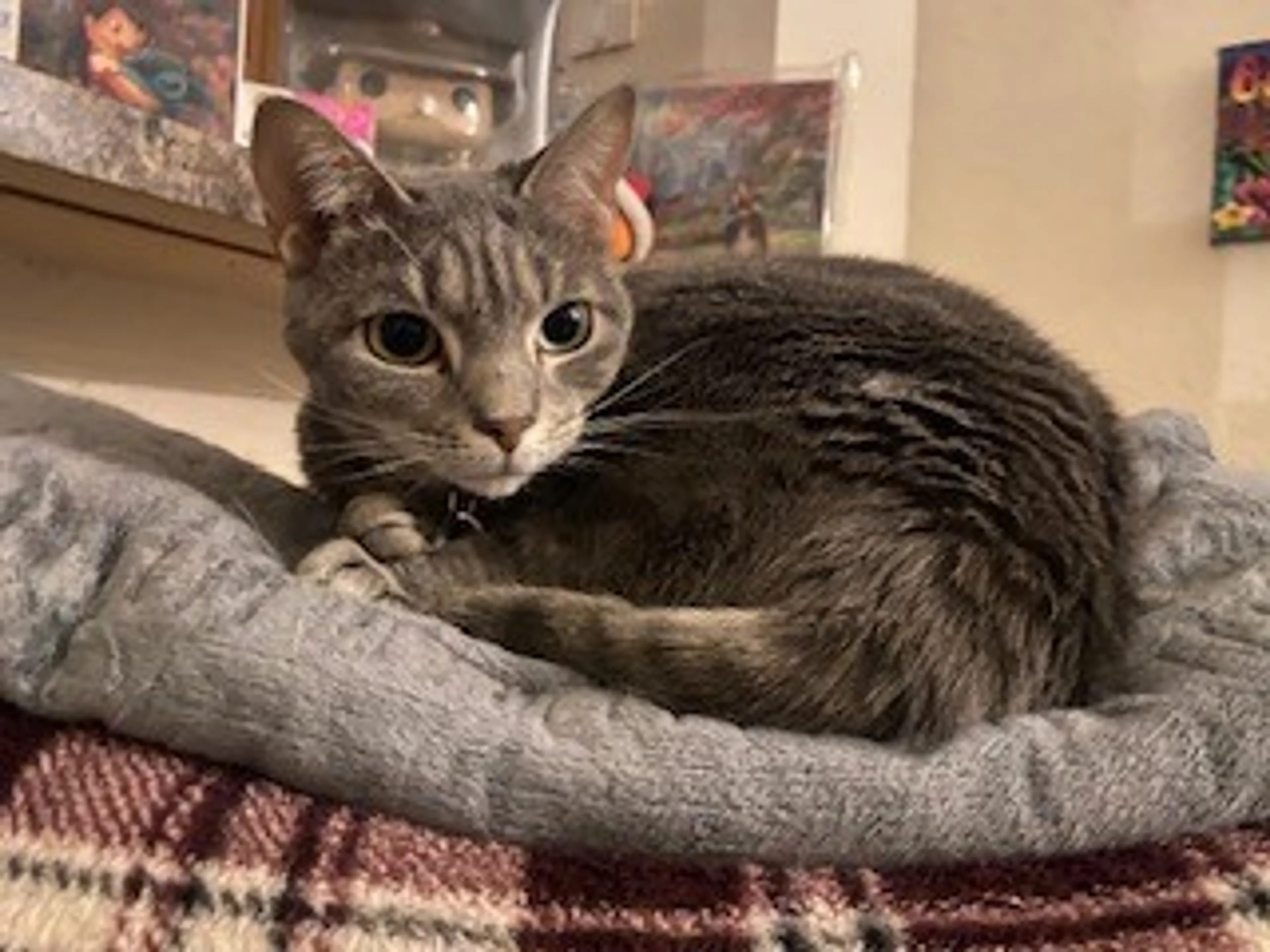 Found pet