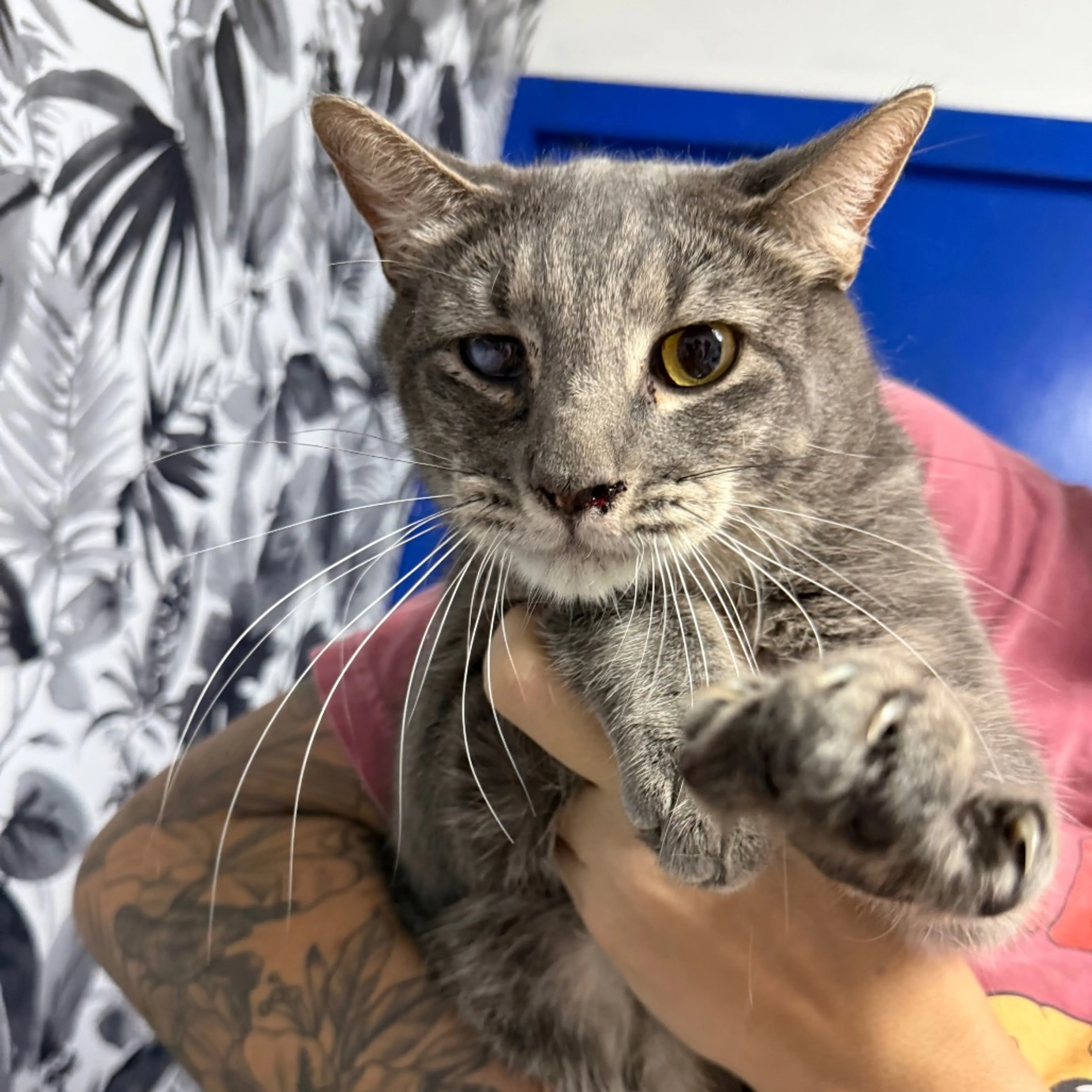 Found pet