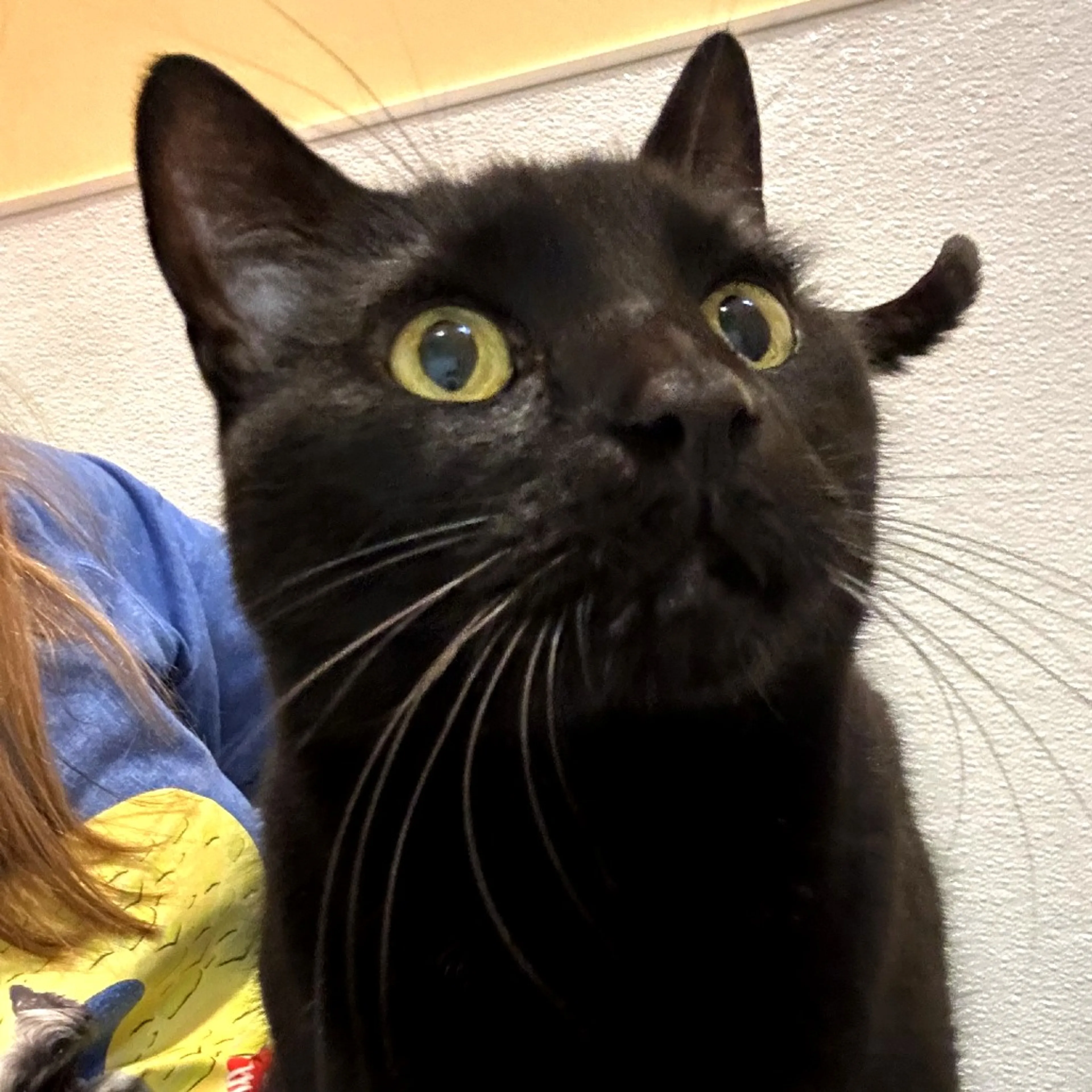 Found pet-3