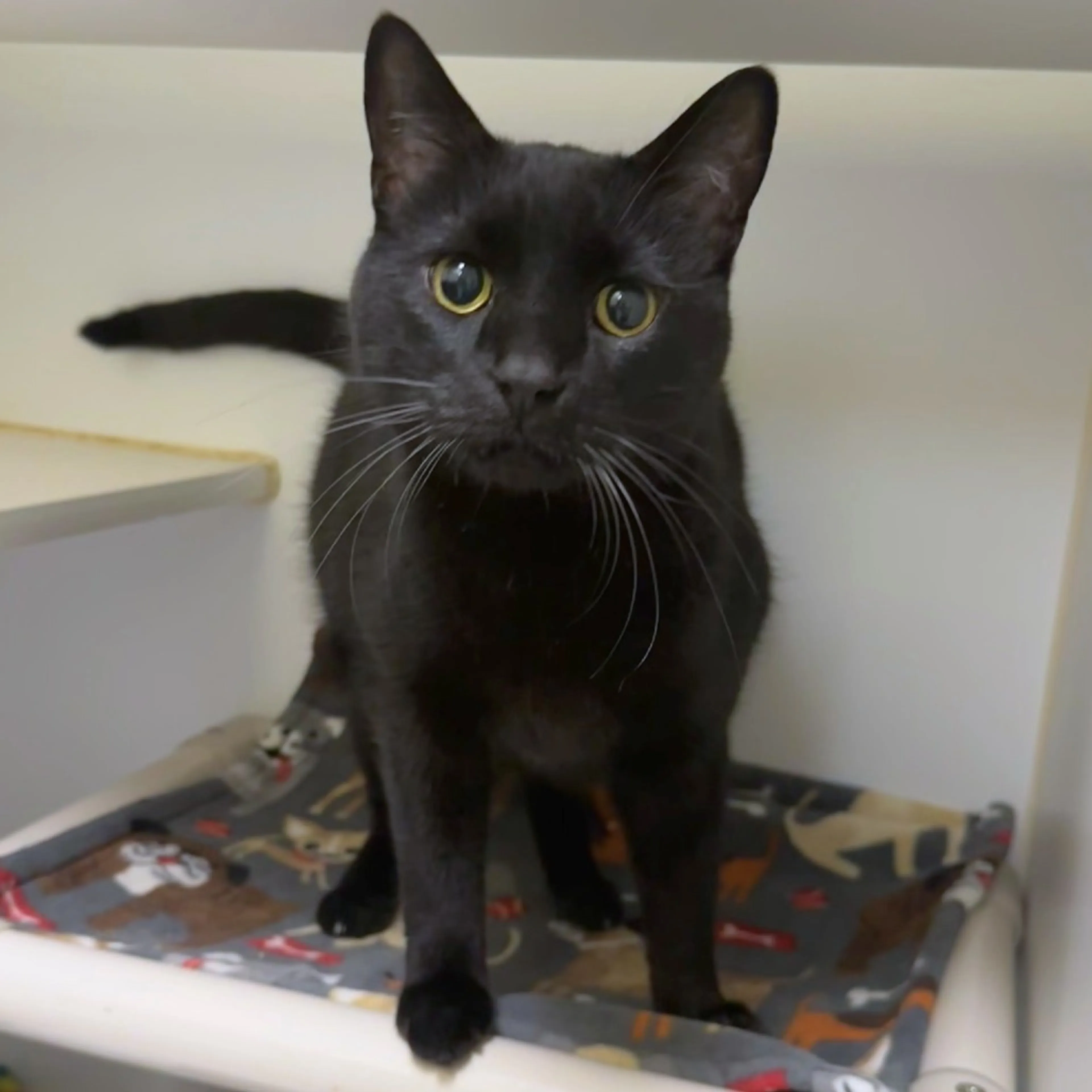 Found pet-1