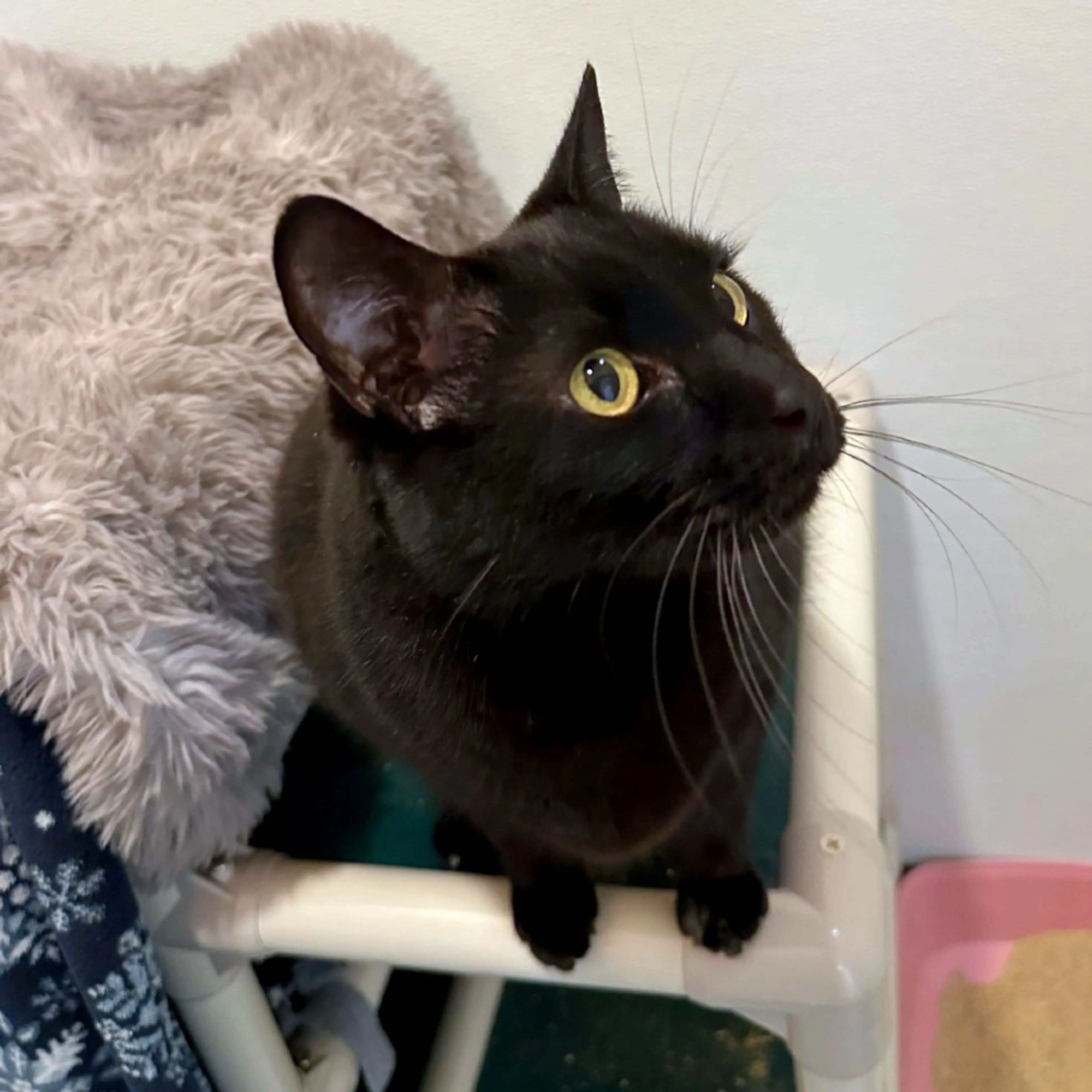 Found pet-8
