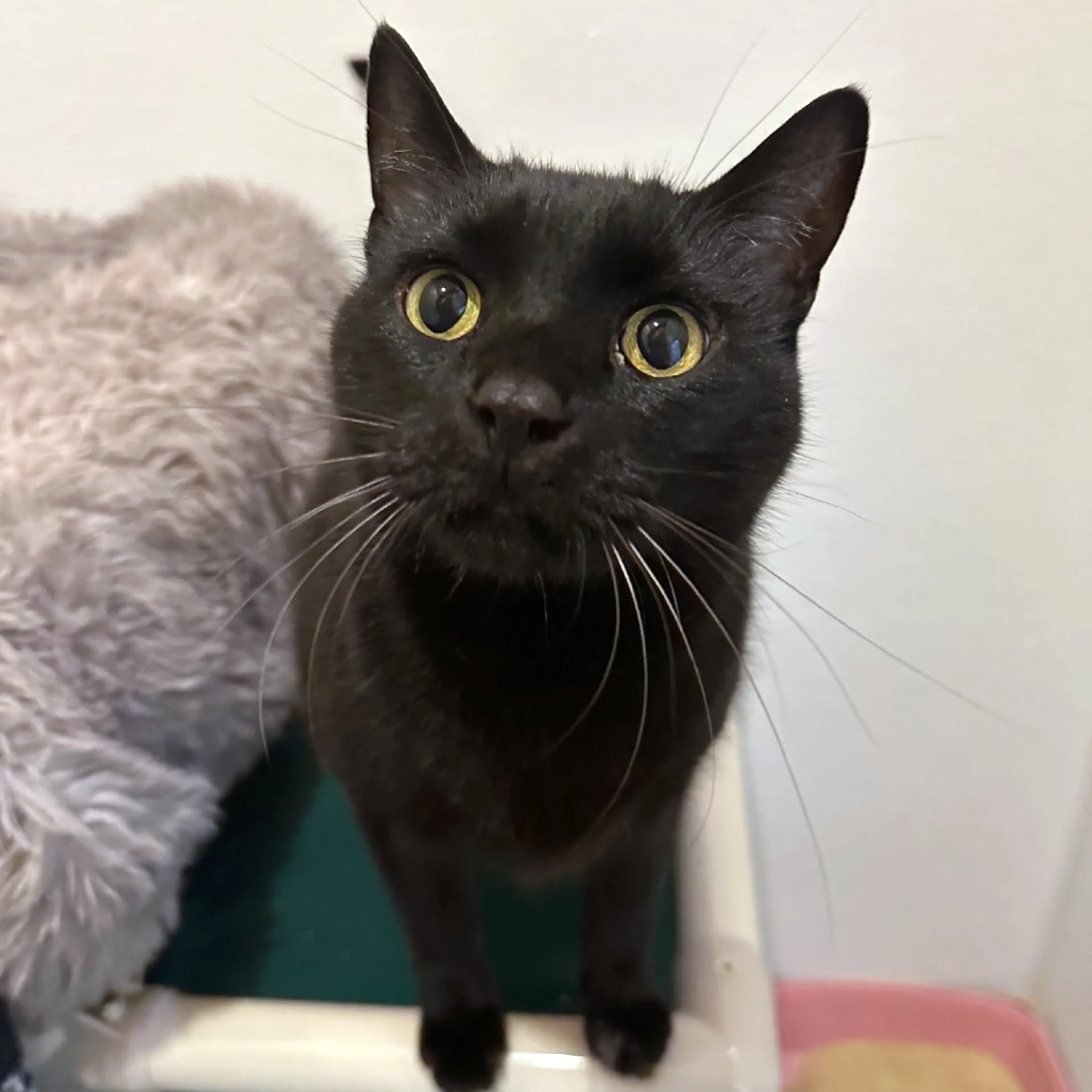 Found pet-7