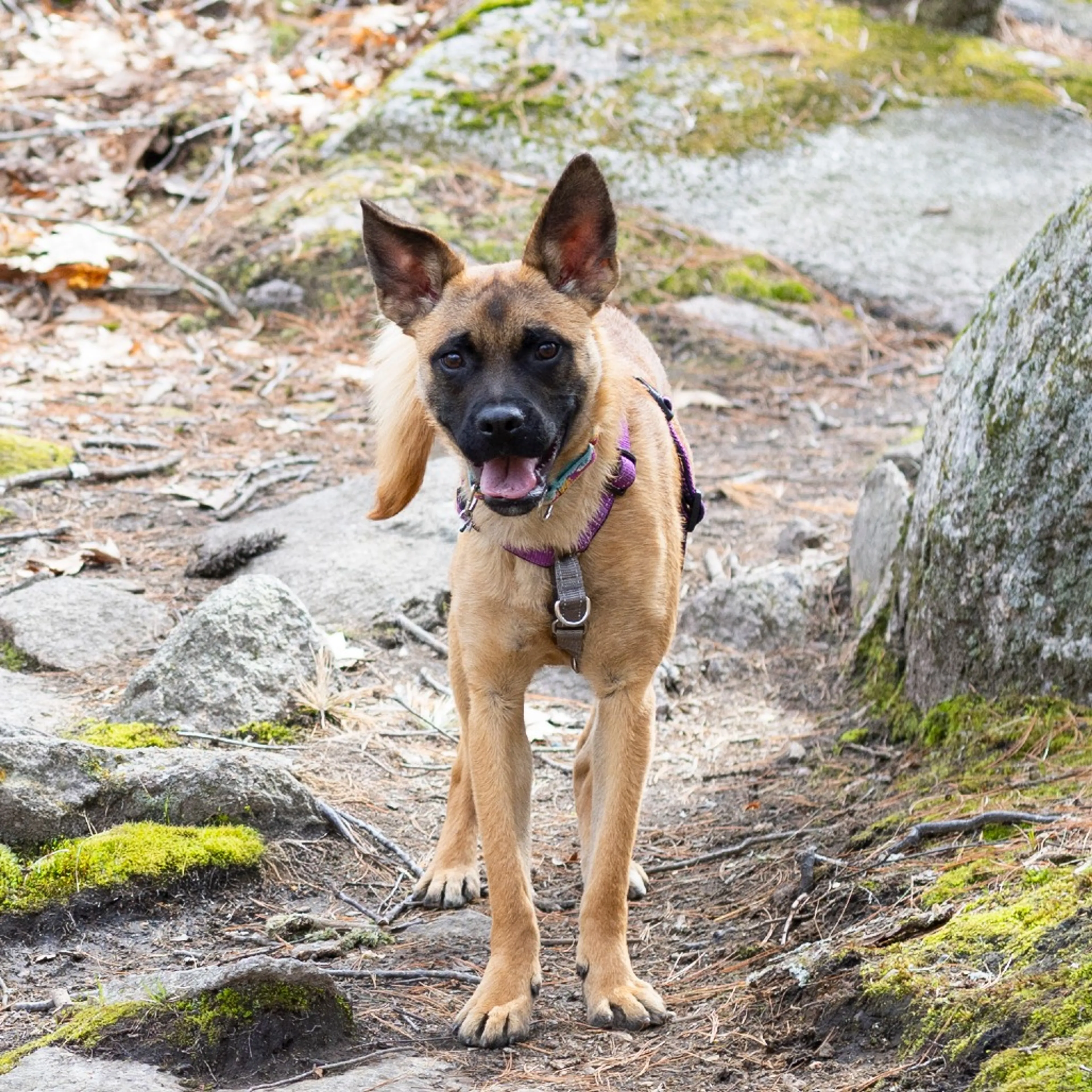 -4
