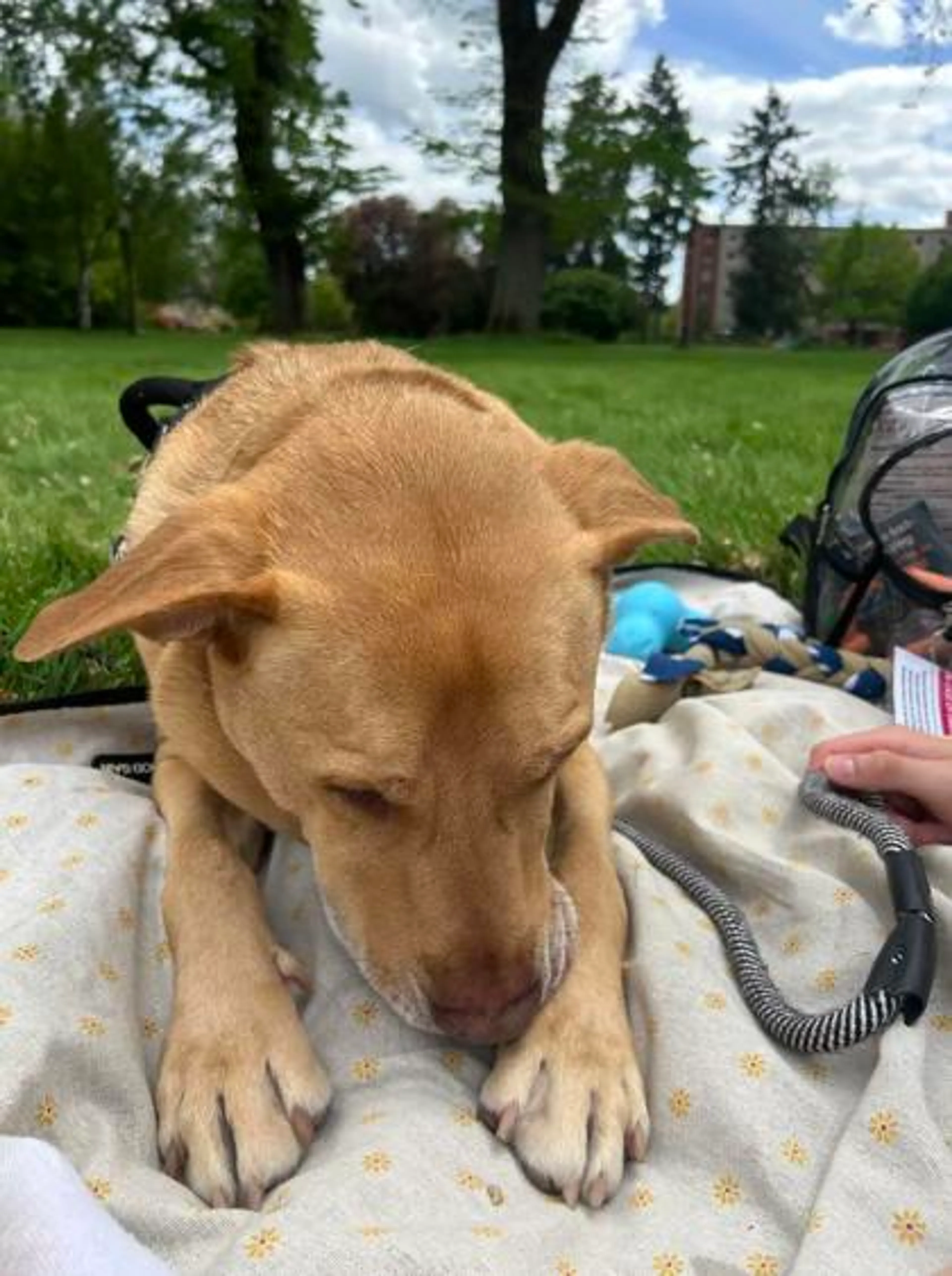 Found pet-1