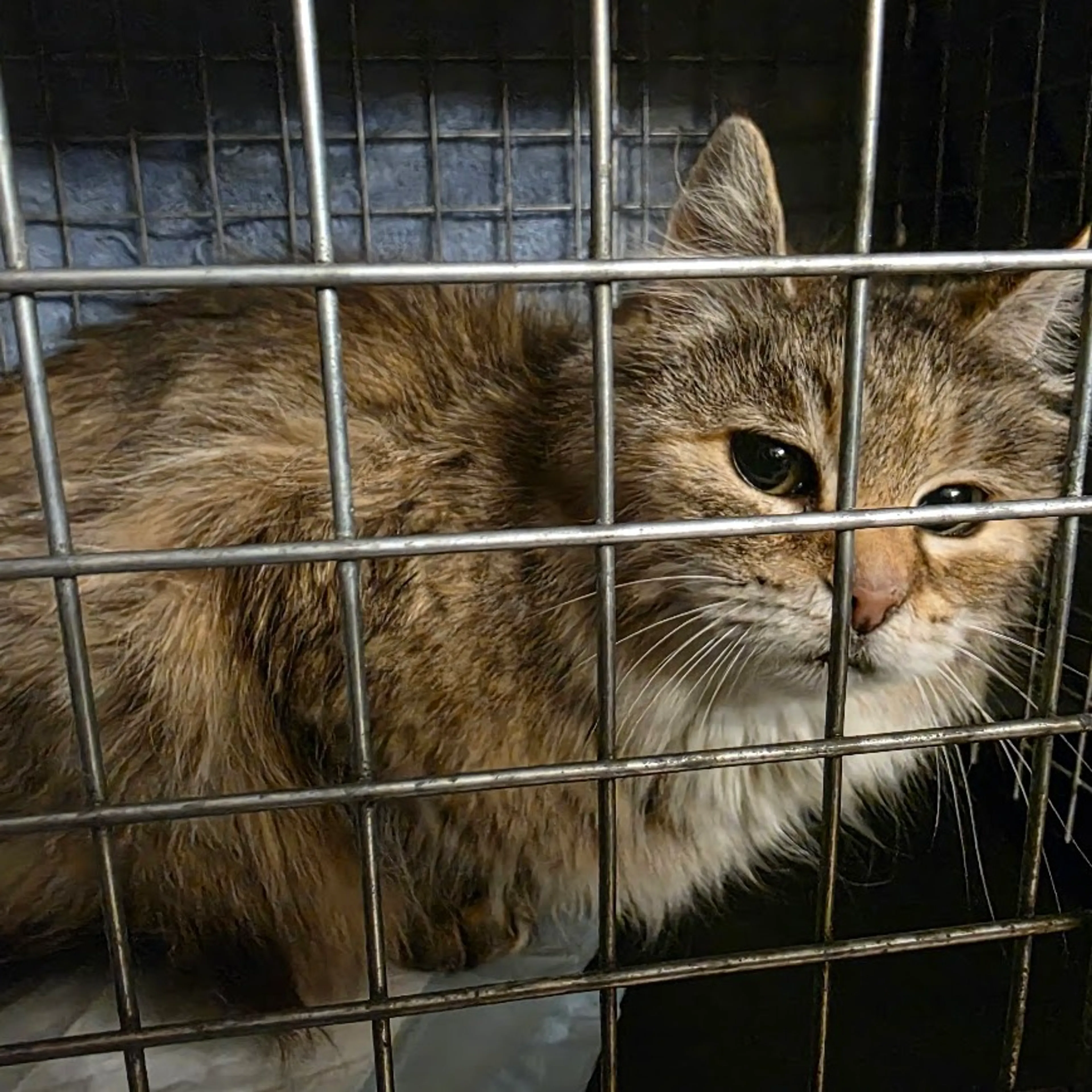 Found pet-1