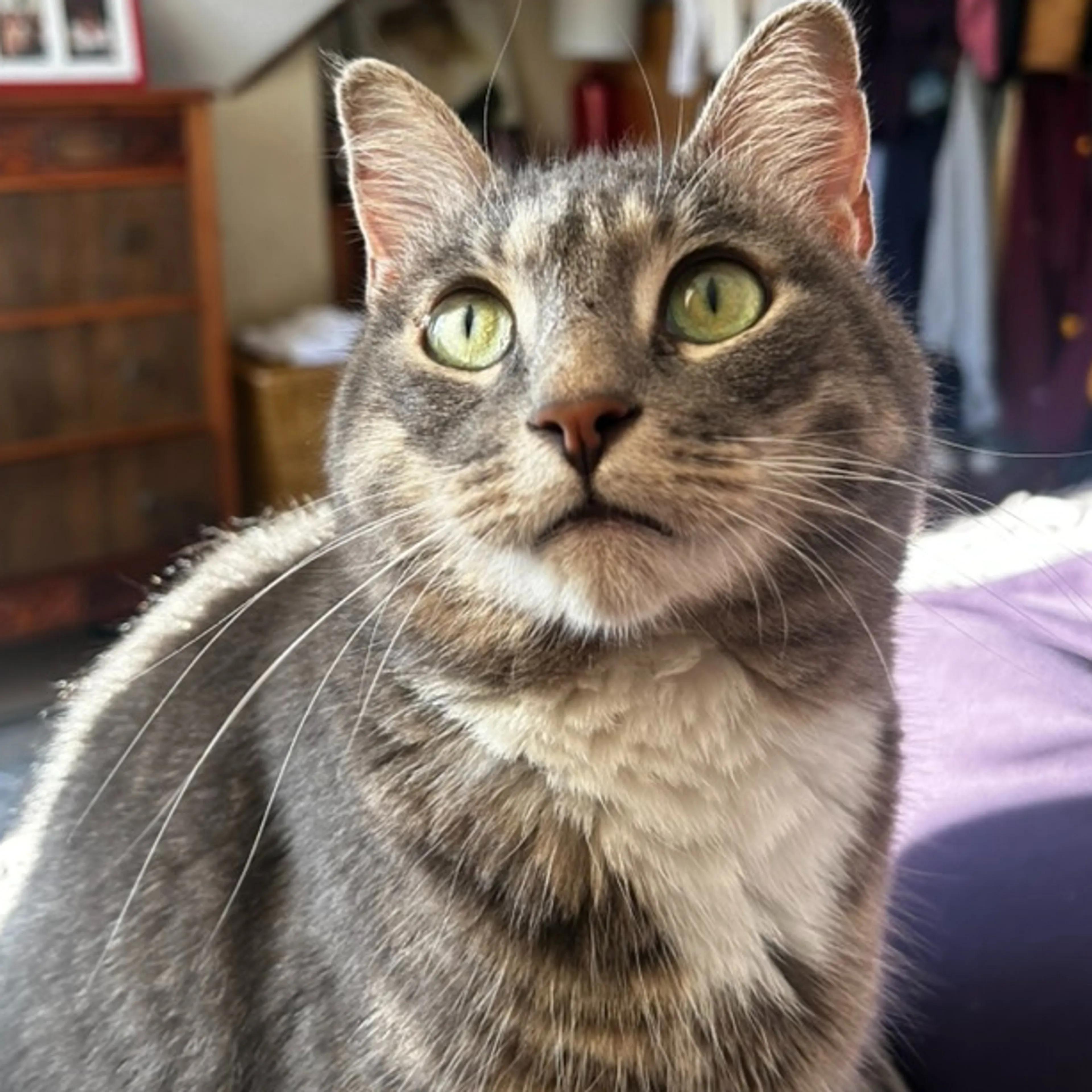 Lost pet-1