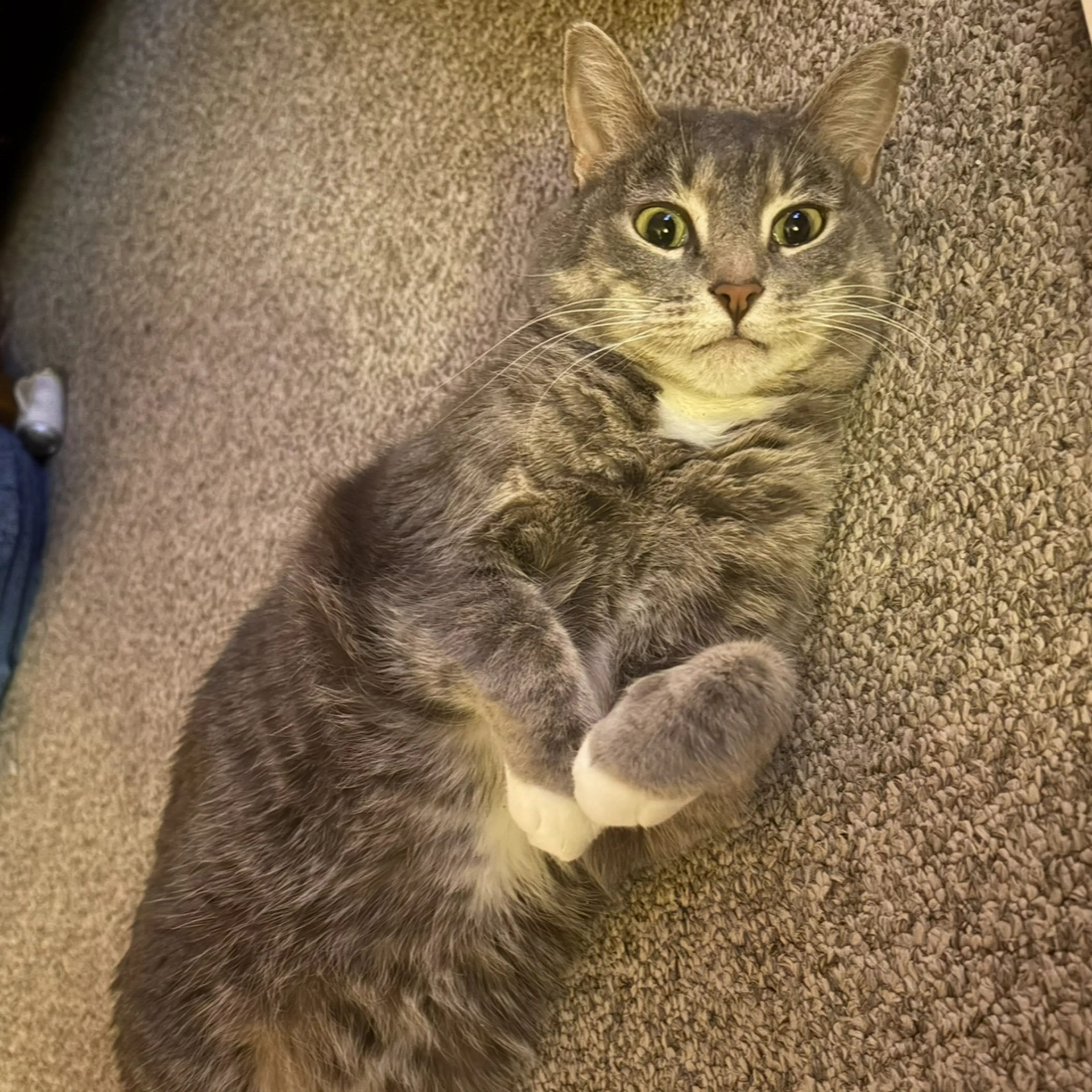 Lost pet-3
