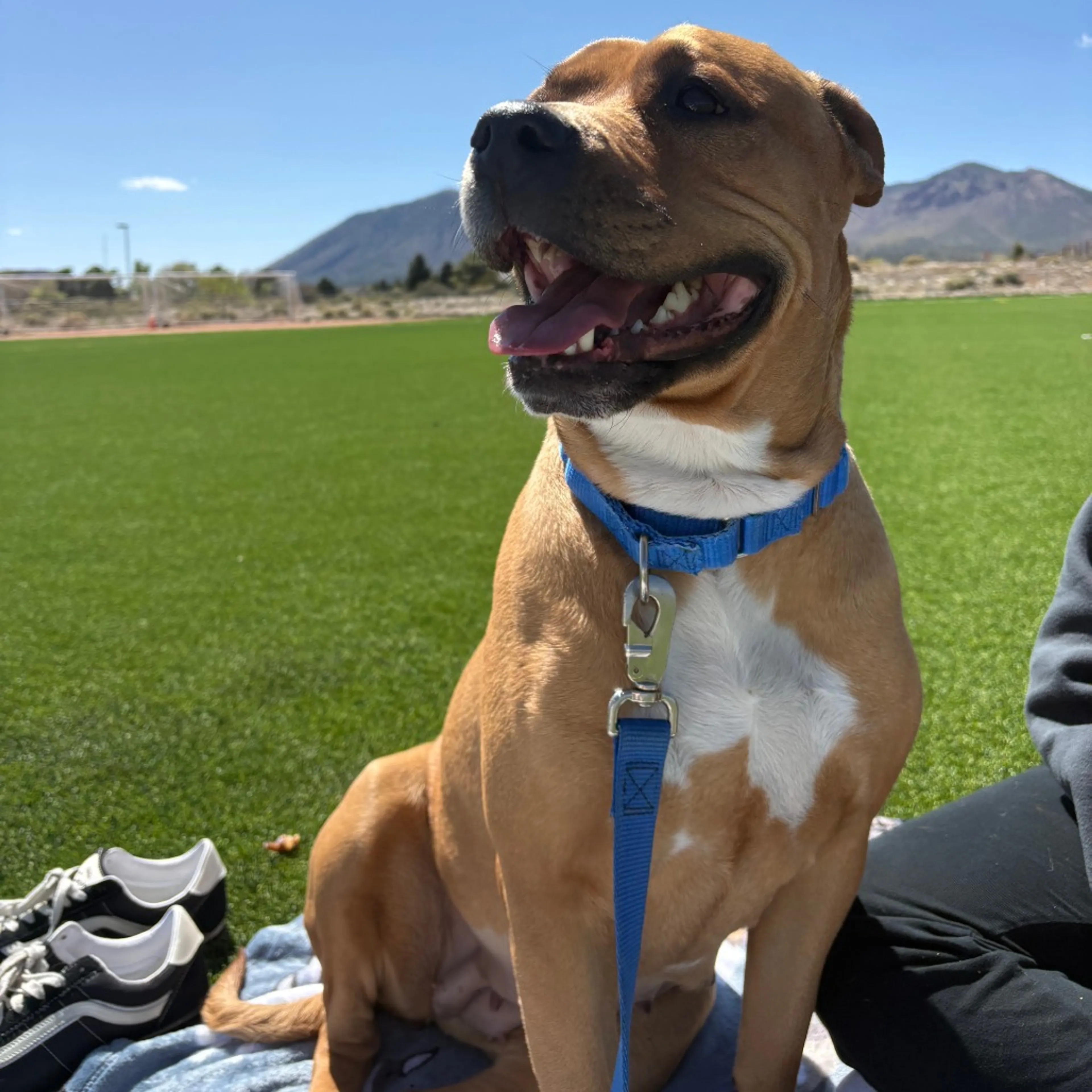Found pet-5