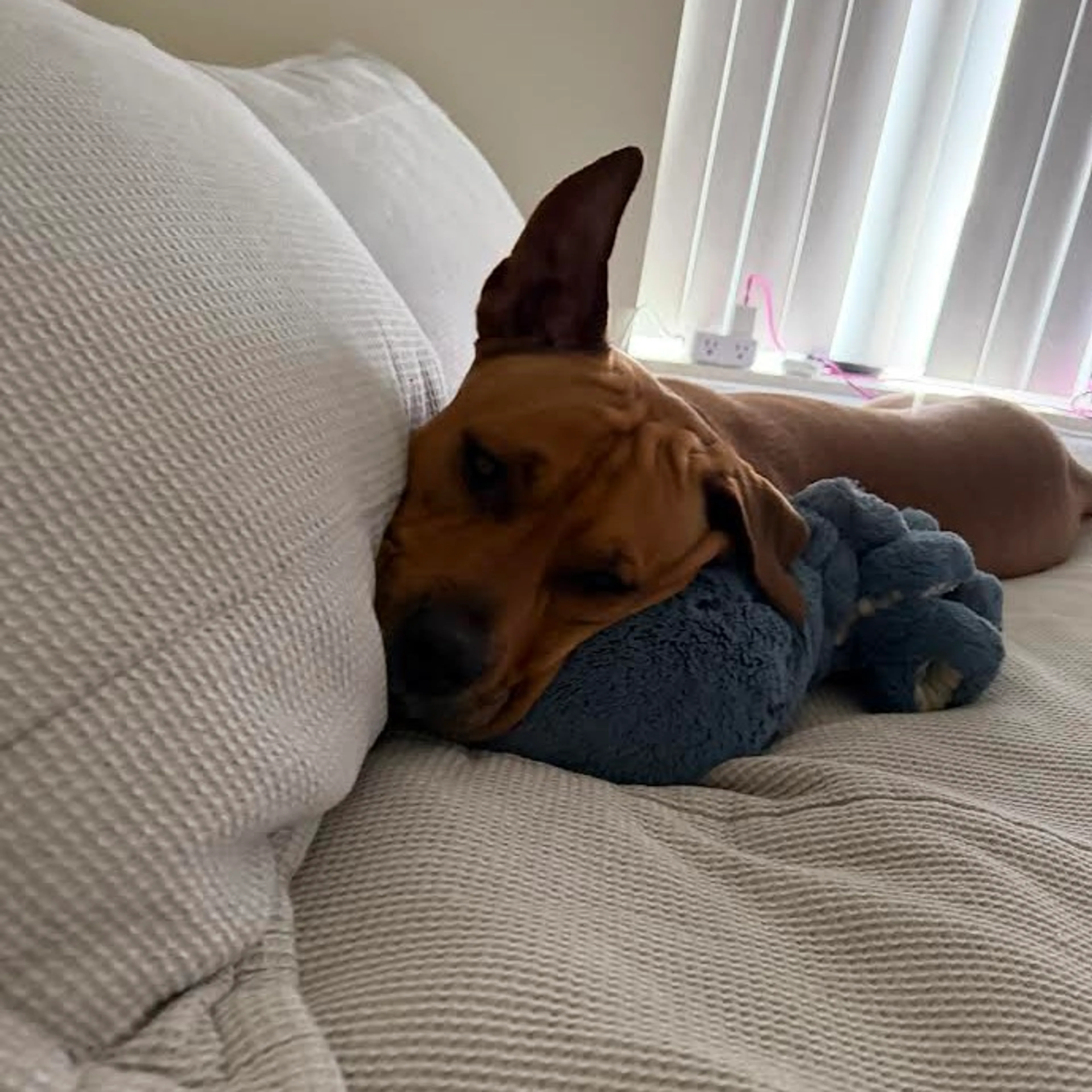 Found pet-9