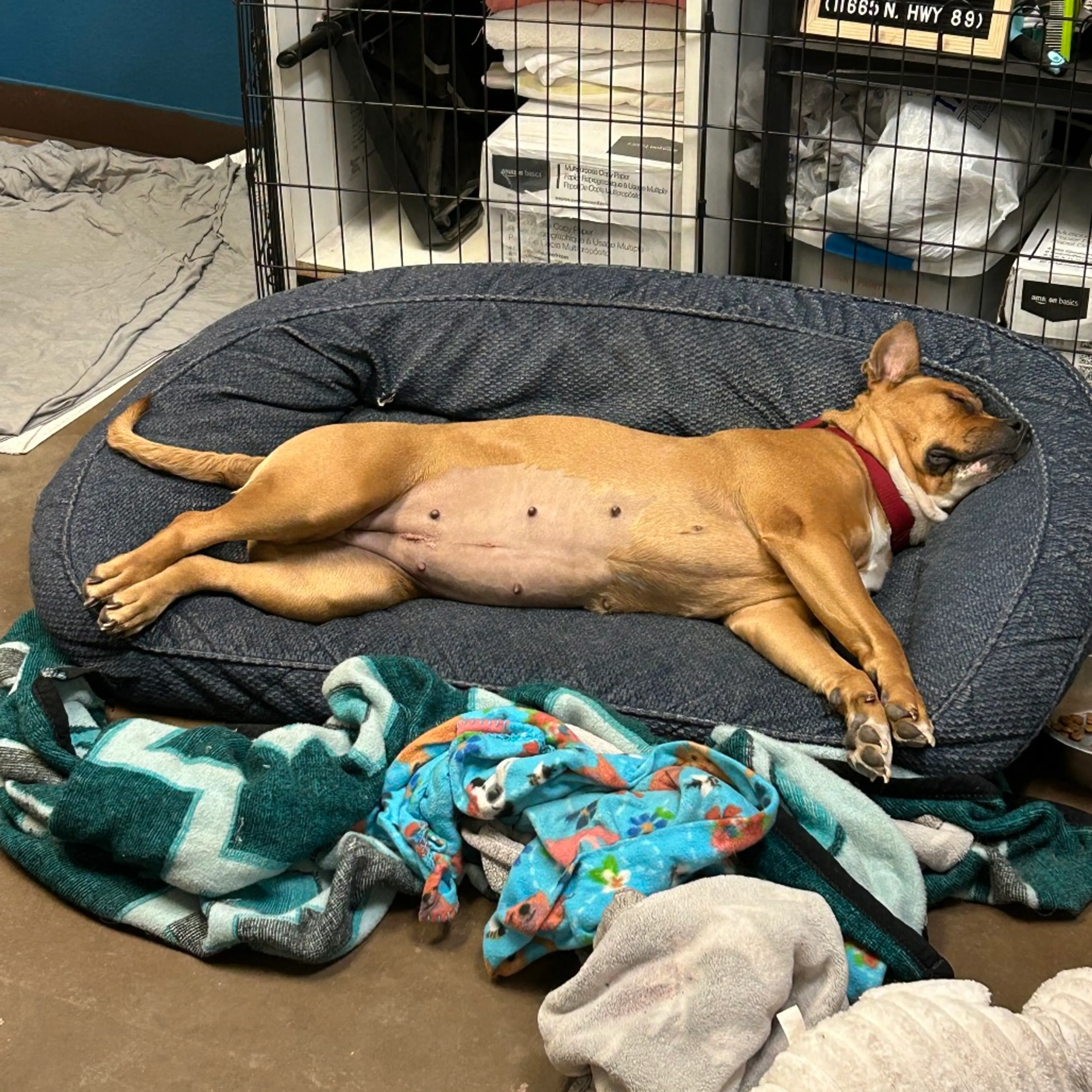 Found pet-6
