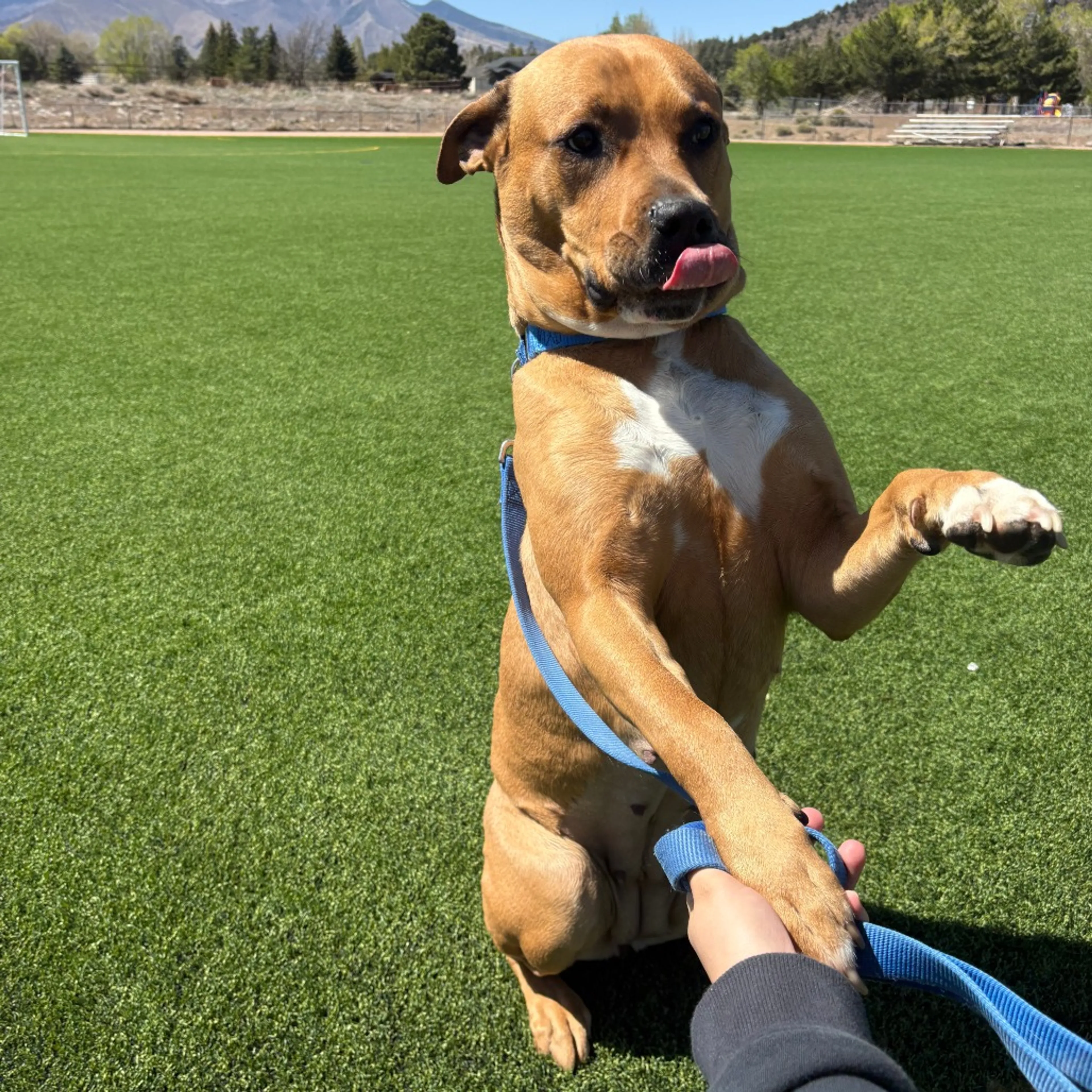 Found pet-4