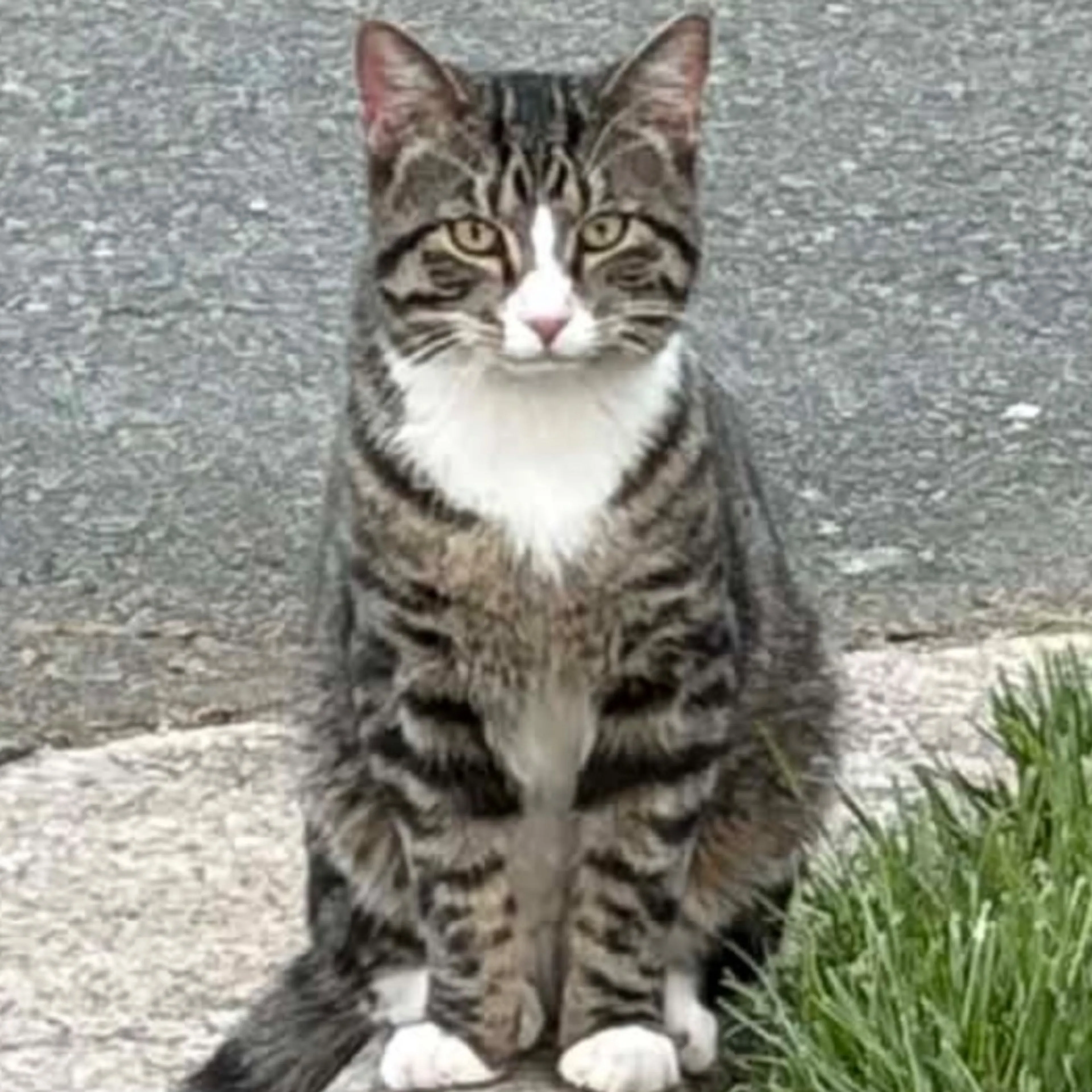 Found pet