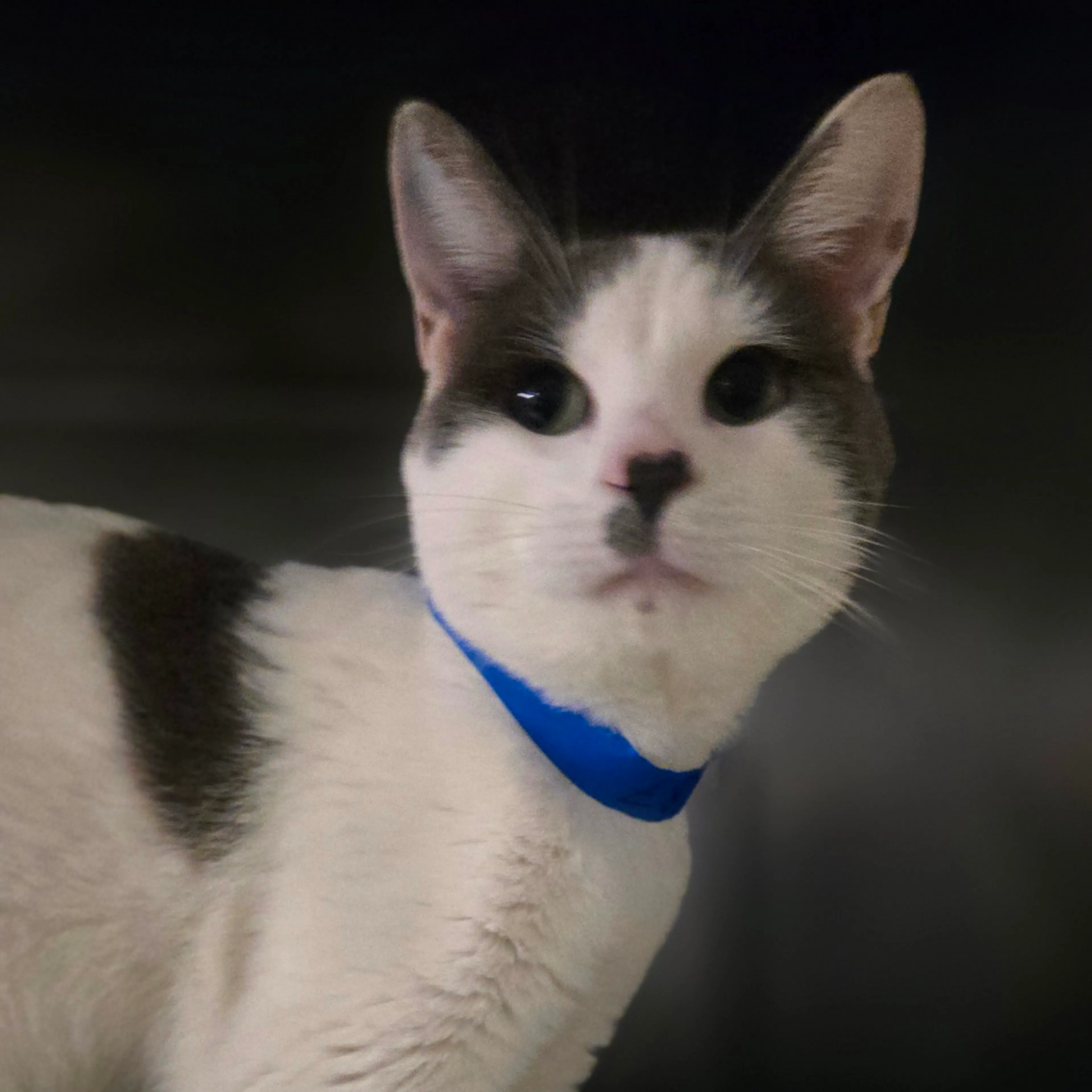 Found pet-1