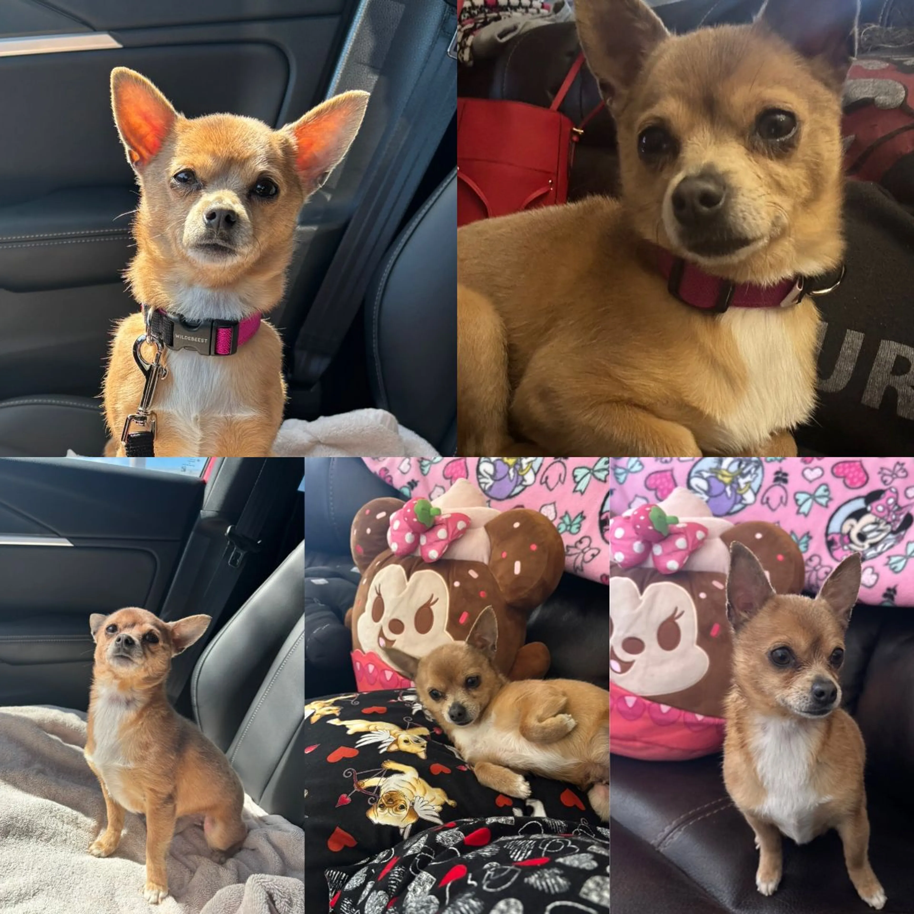 Lost pet