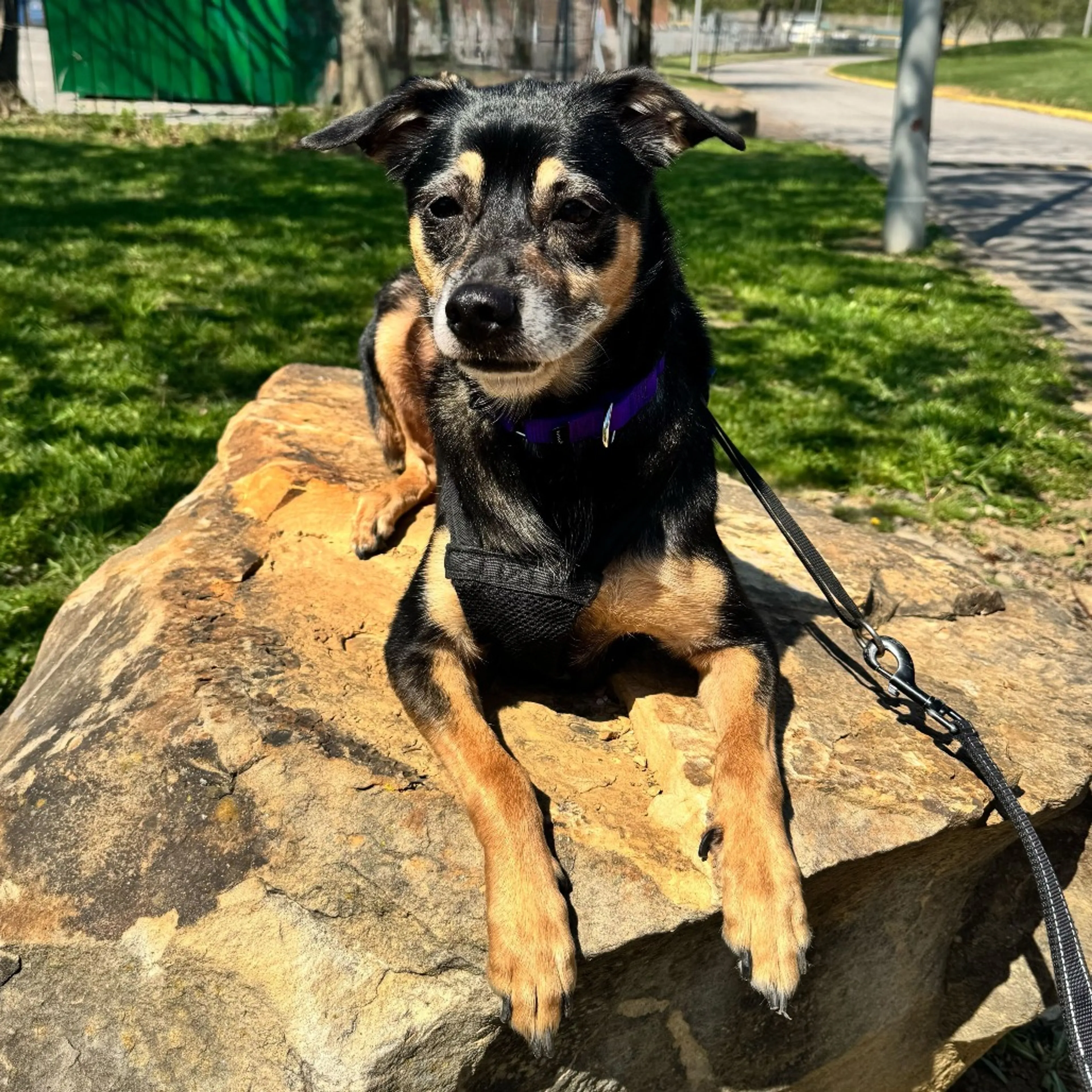 Found pet-1
