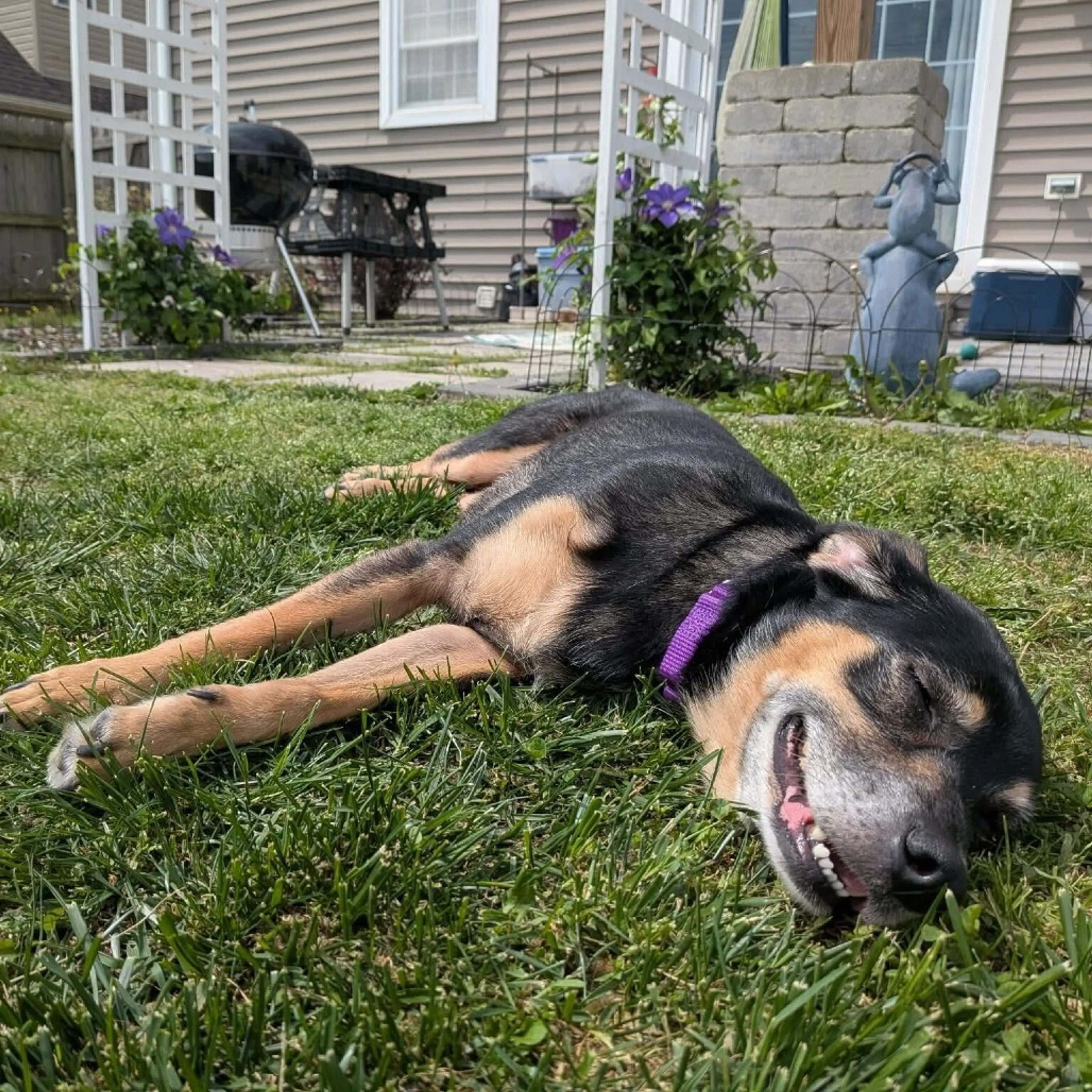 Found pet-3
