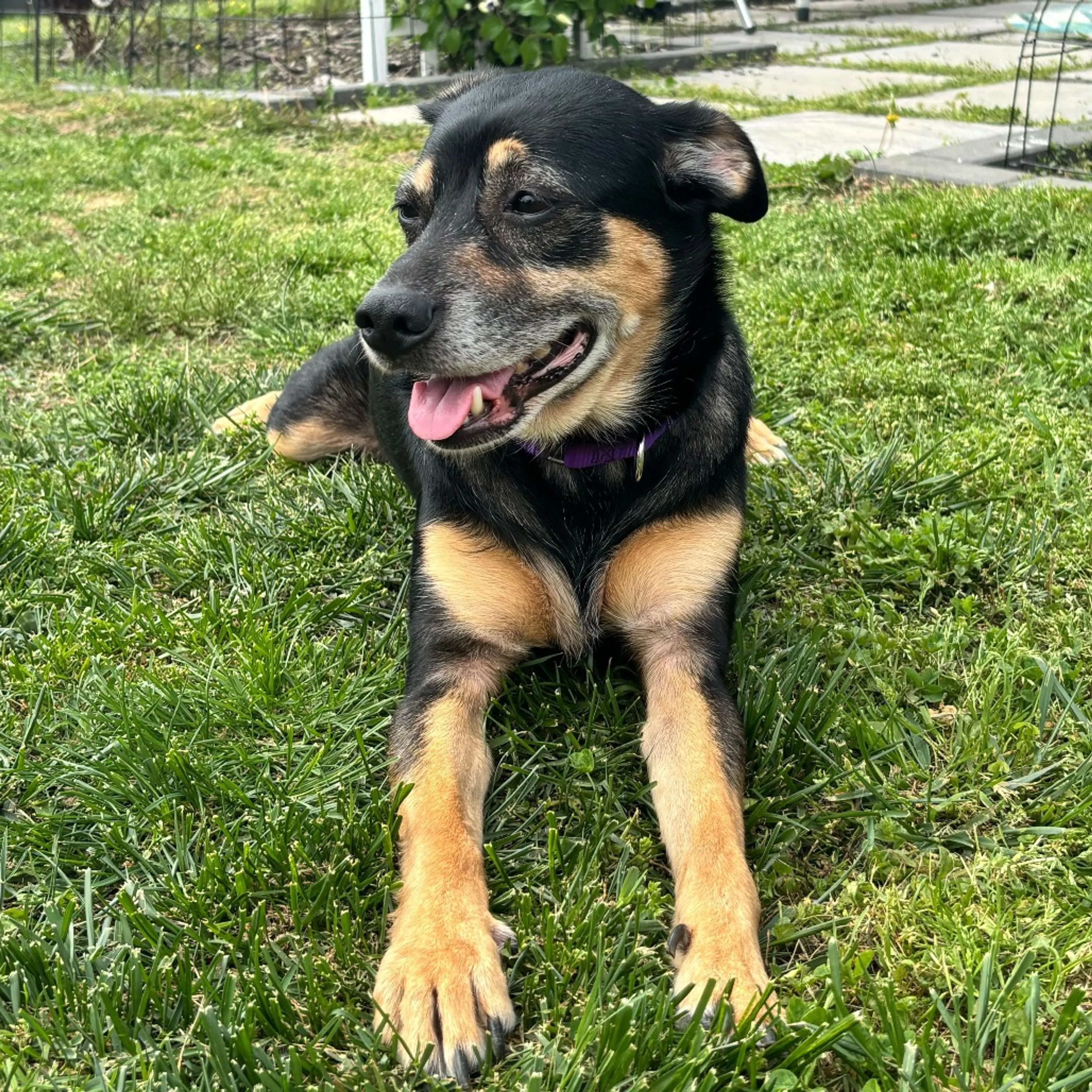 Found pet-4