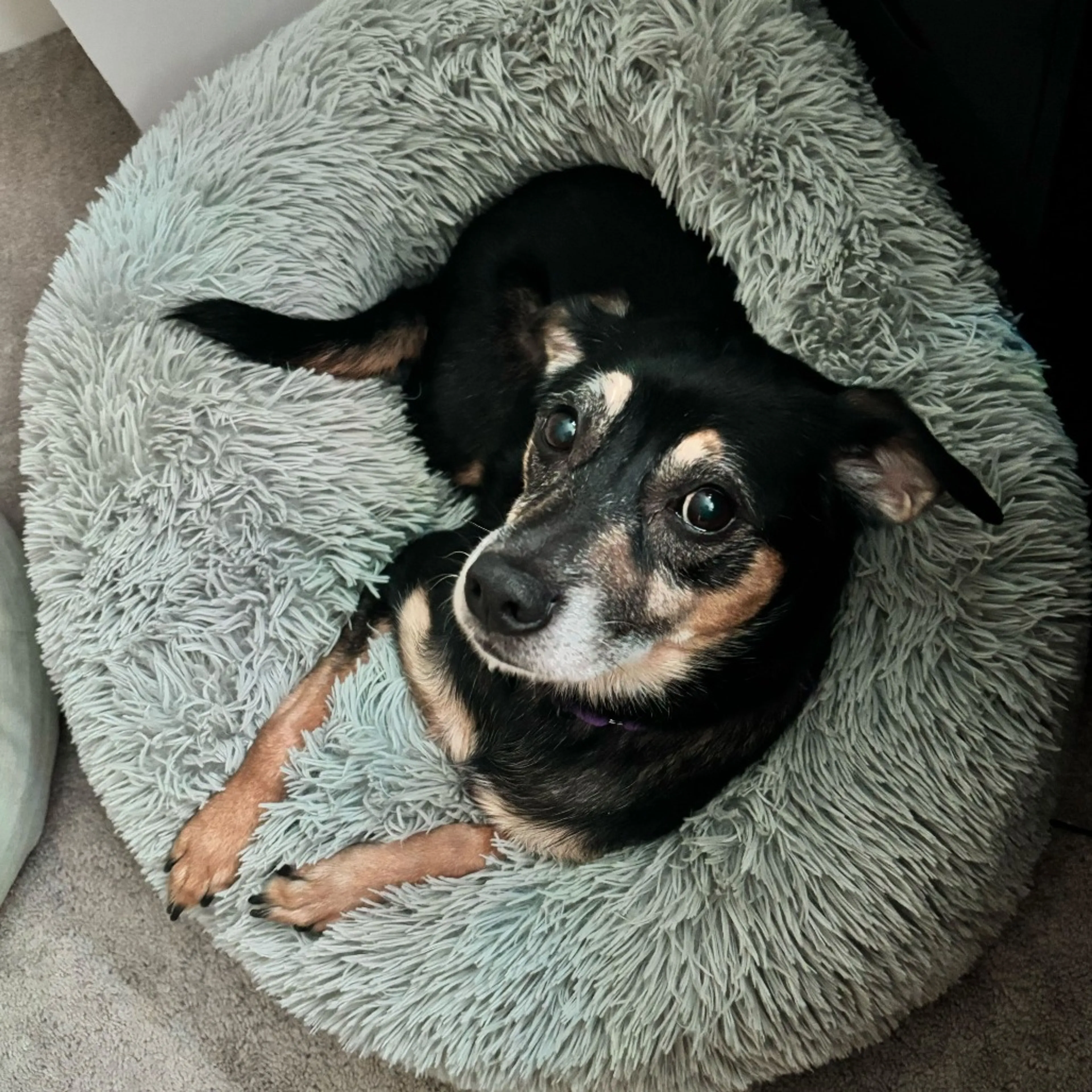 Found pet-2