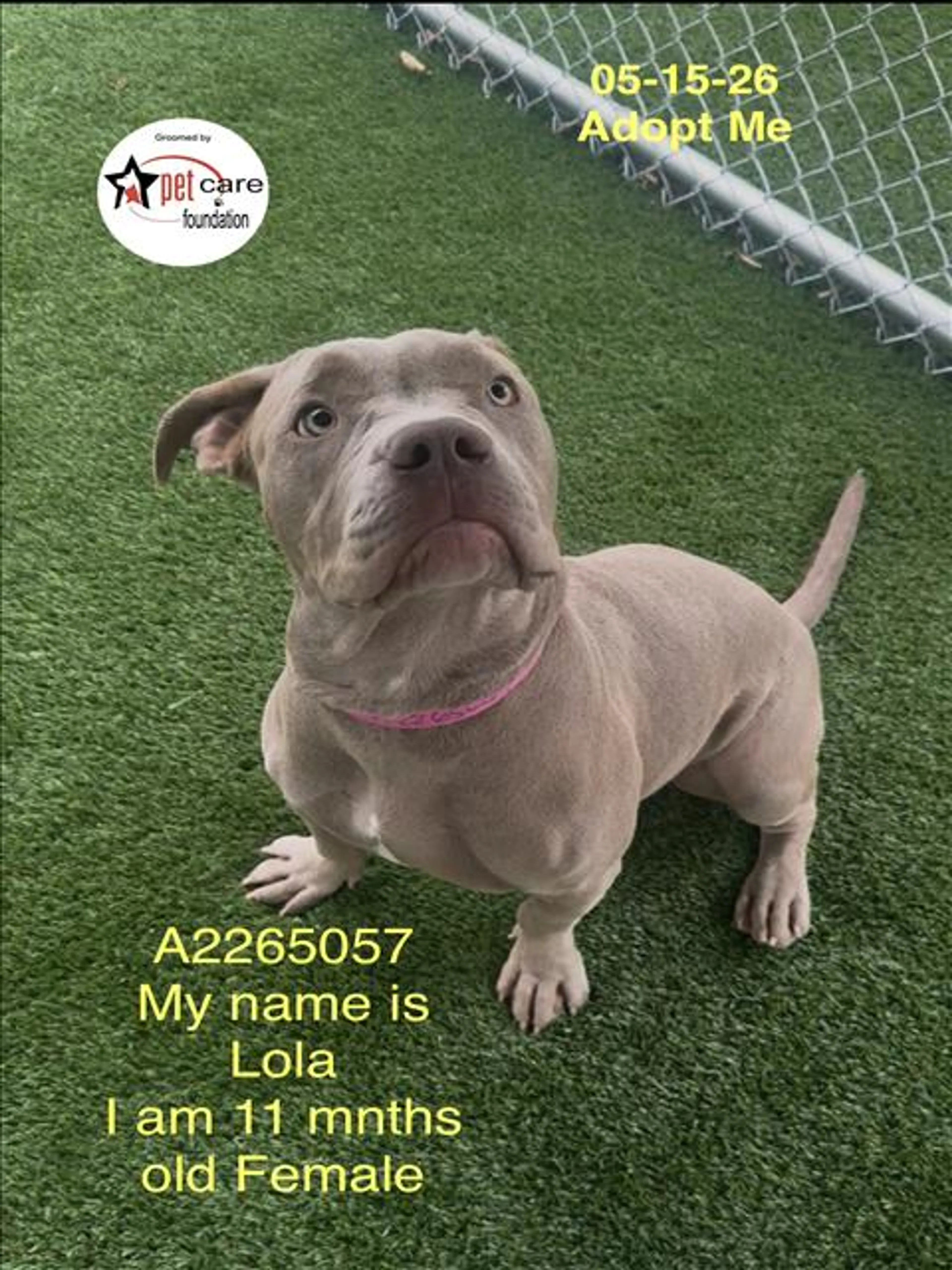 Found pet