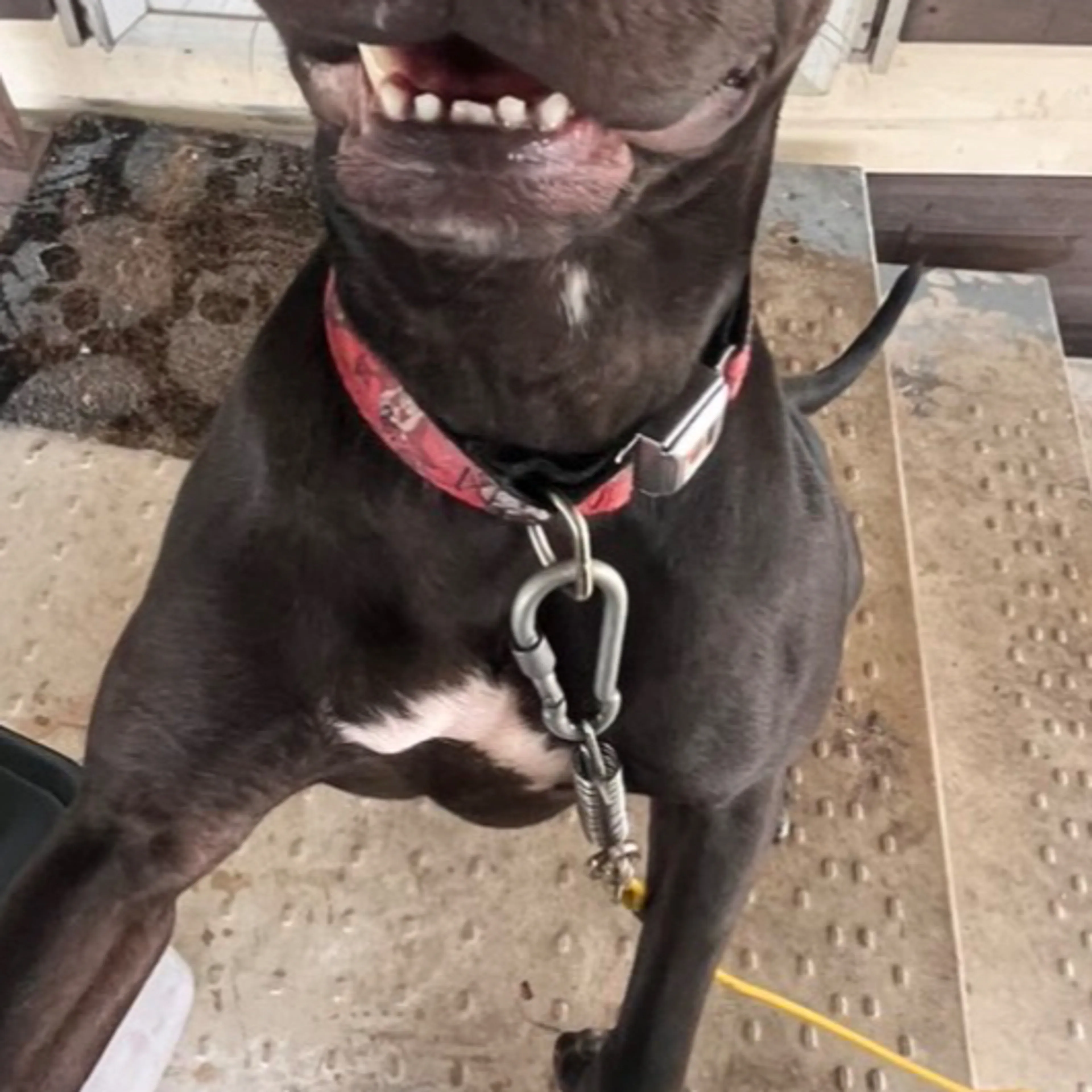 Lost pet-3