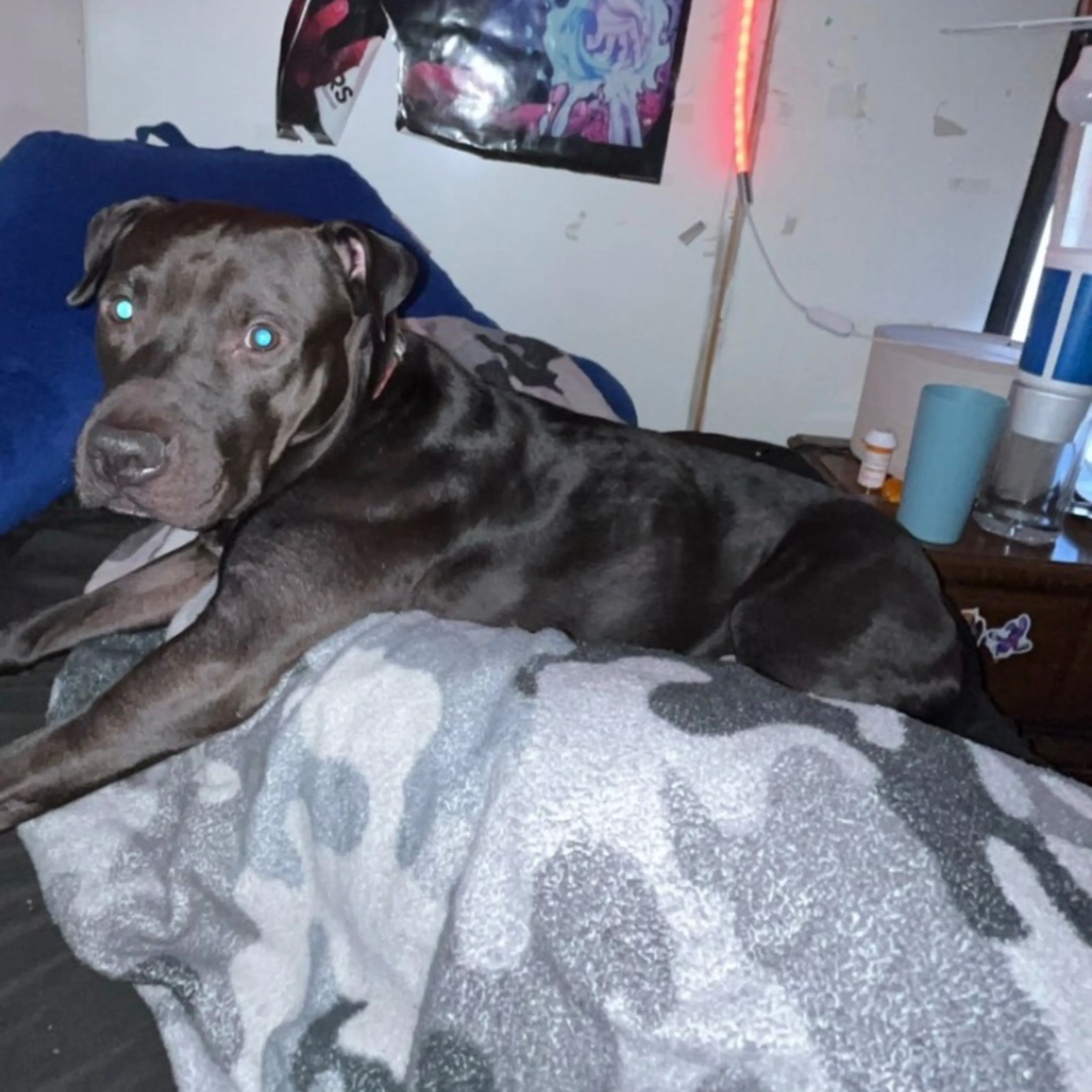 Lost pet-1