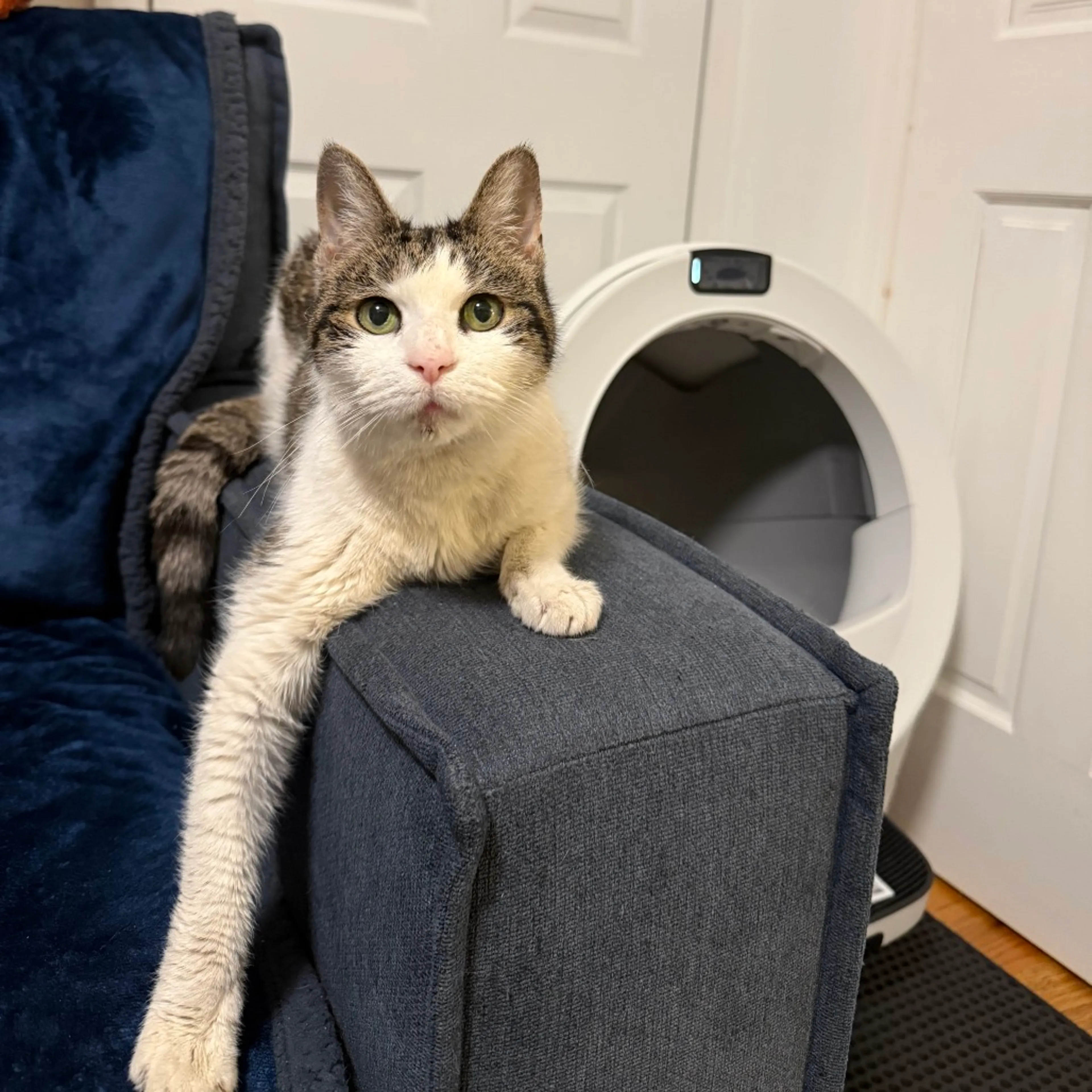 Found pet-4