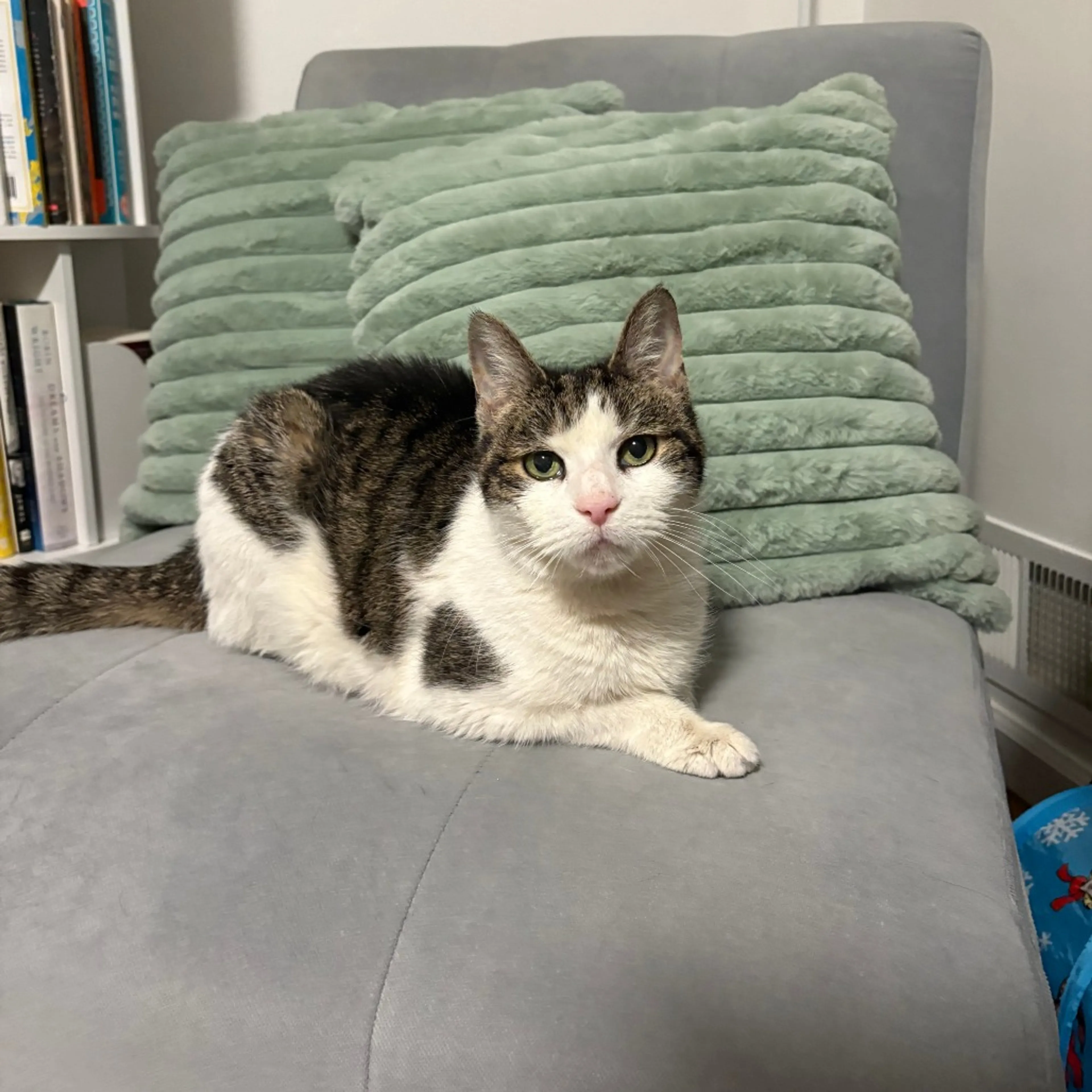 Found pet-1