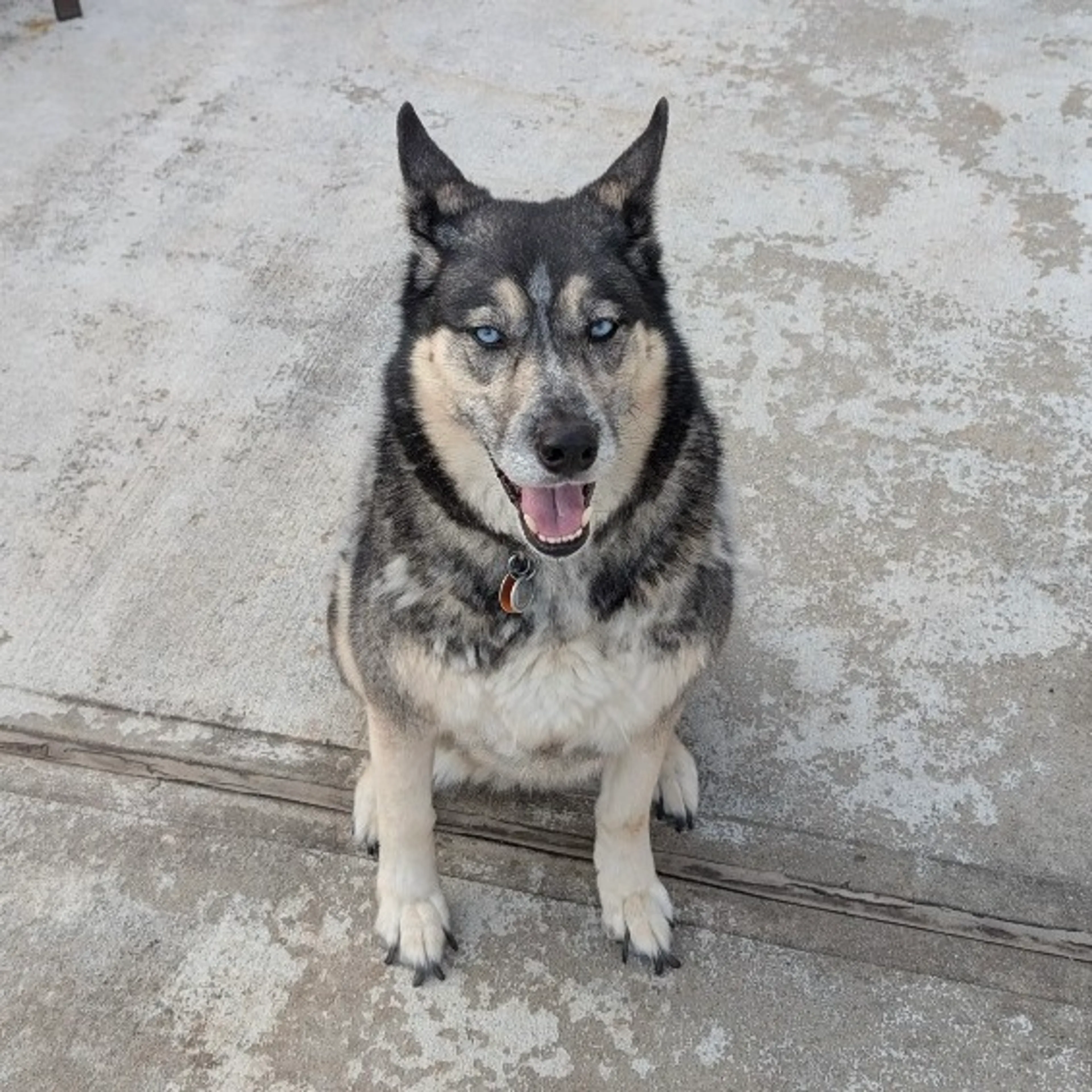 Found pet-3