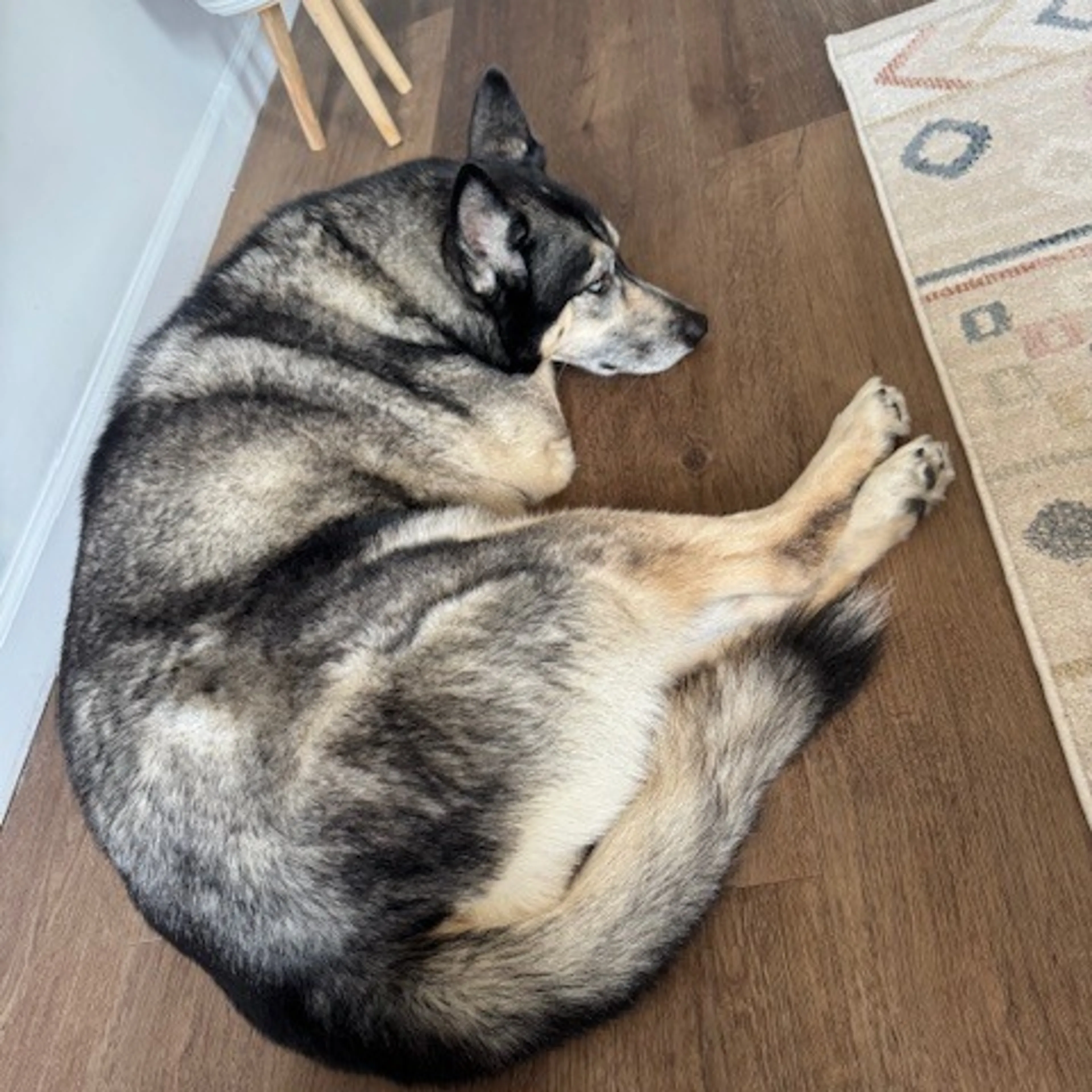 Found pet-7