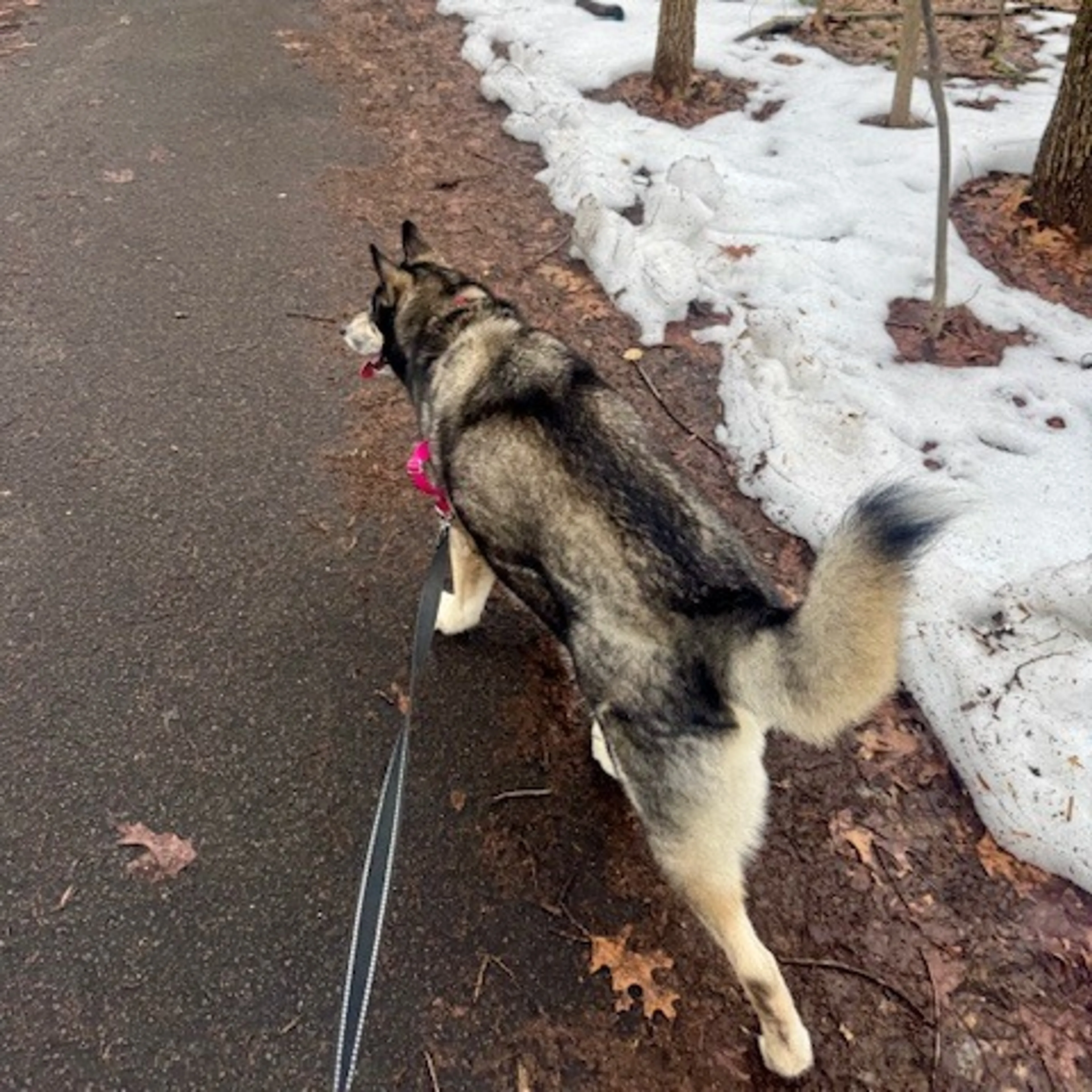 Found pet-4