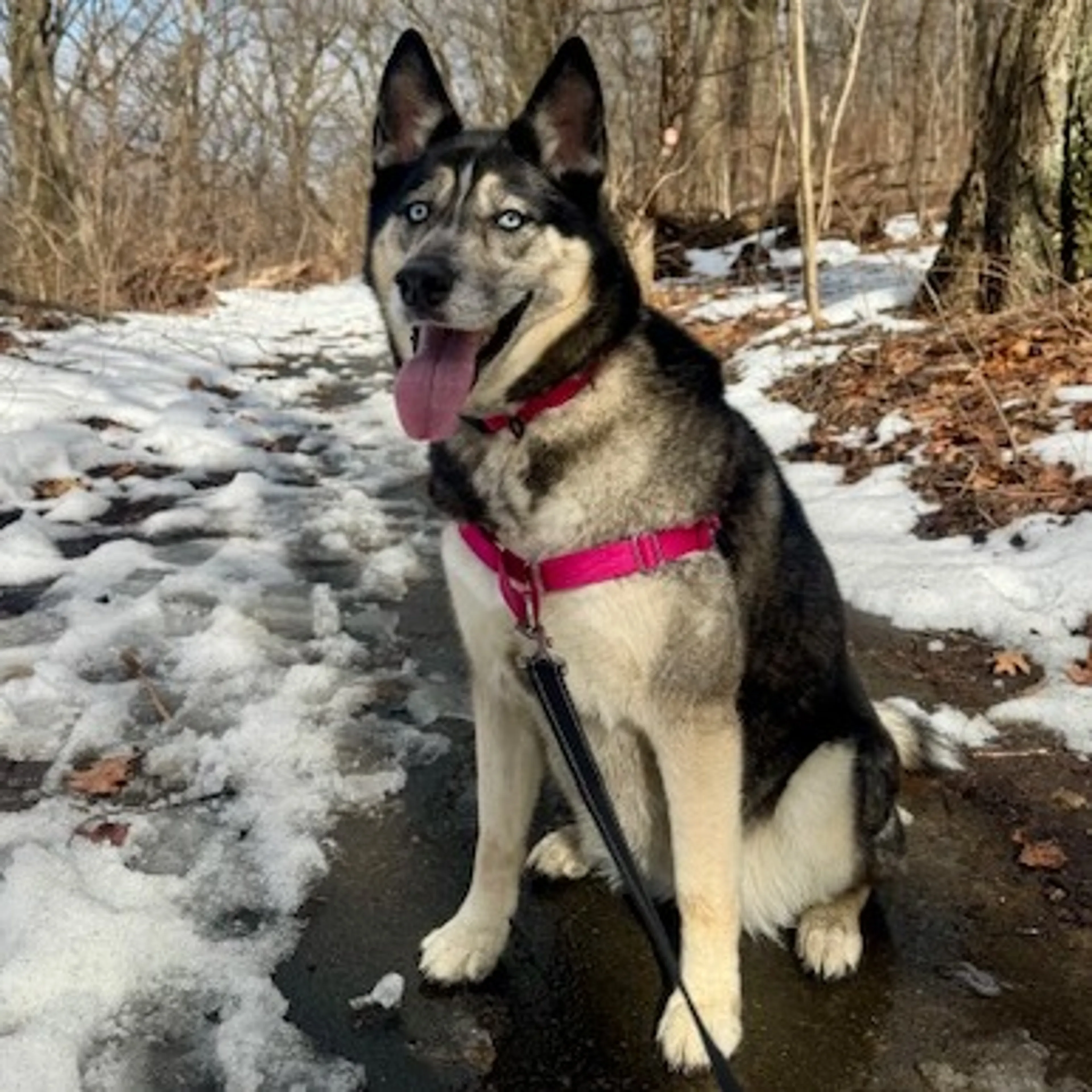 Found pet-8