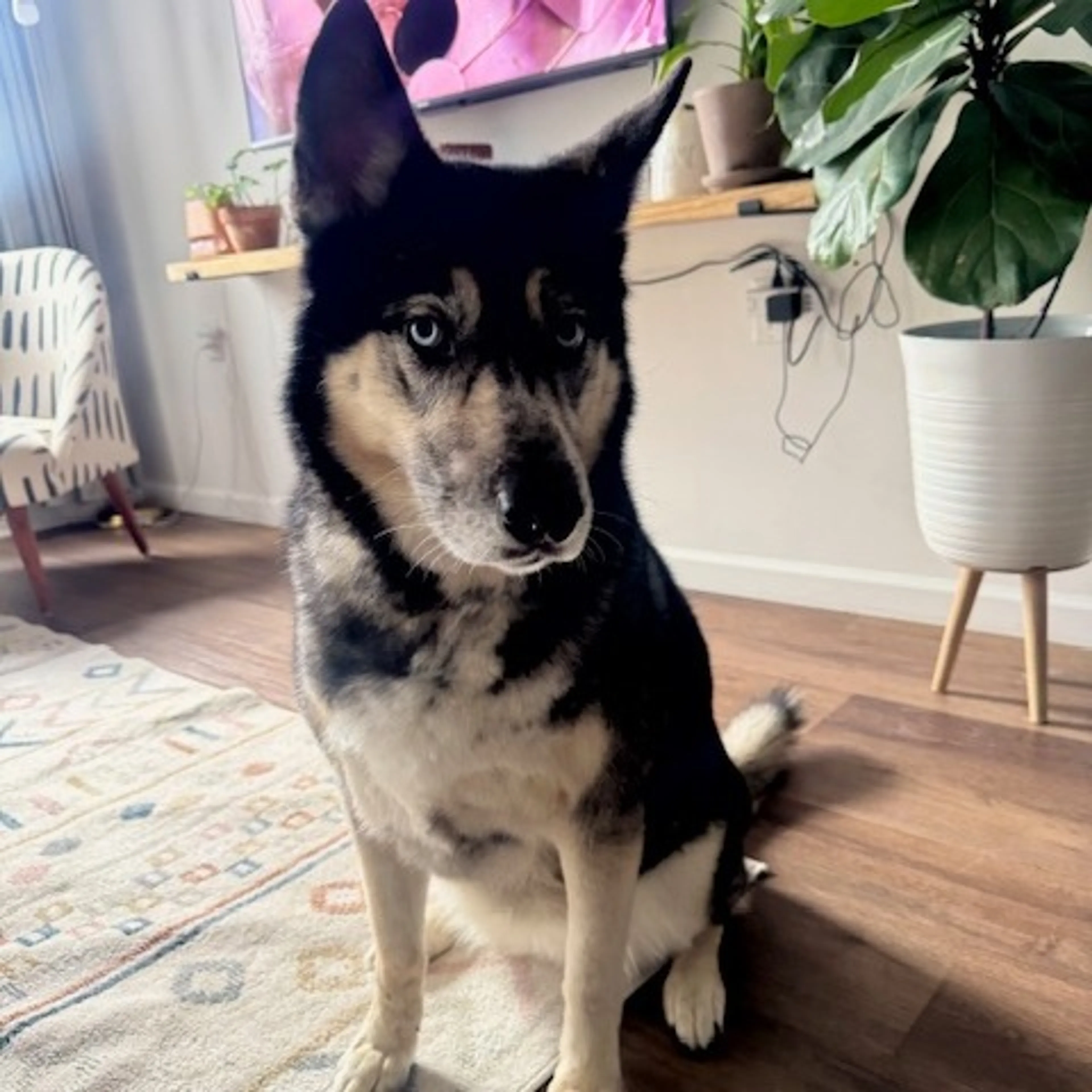 Found pet-6