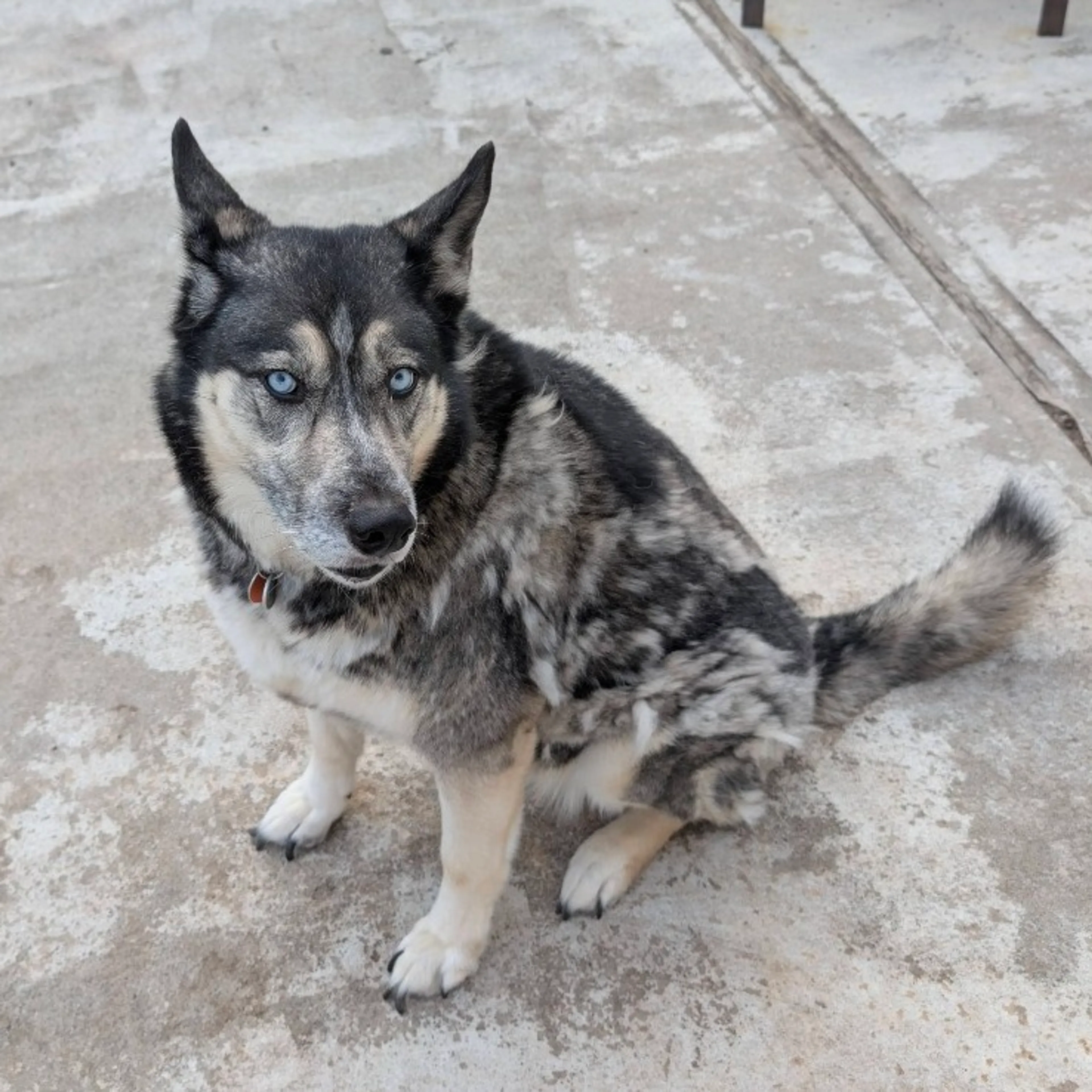 Found pet-1