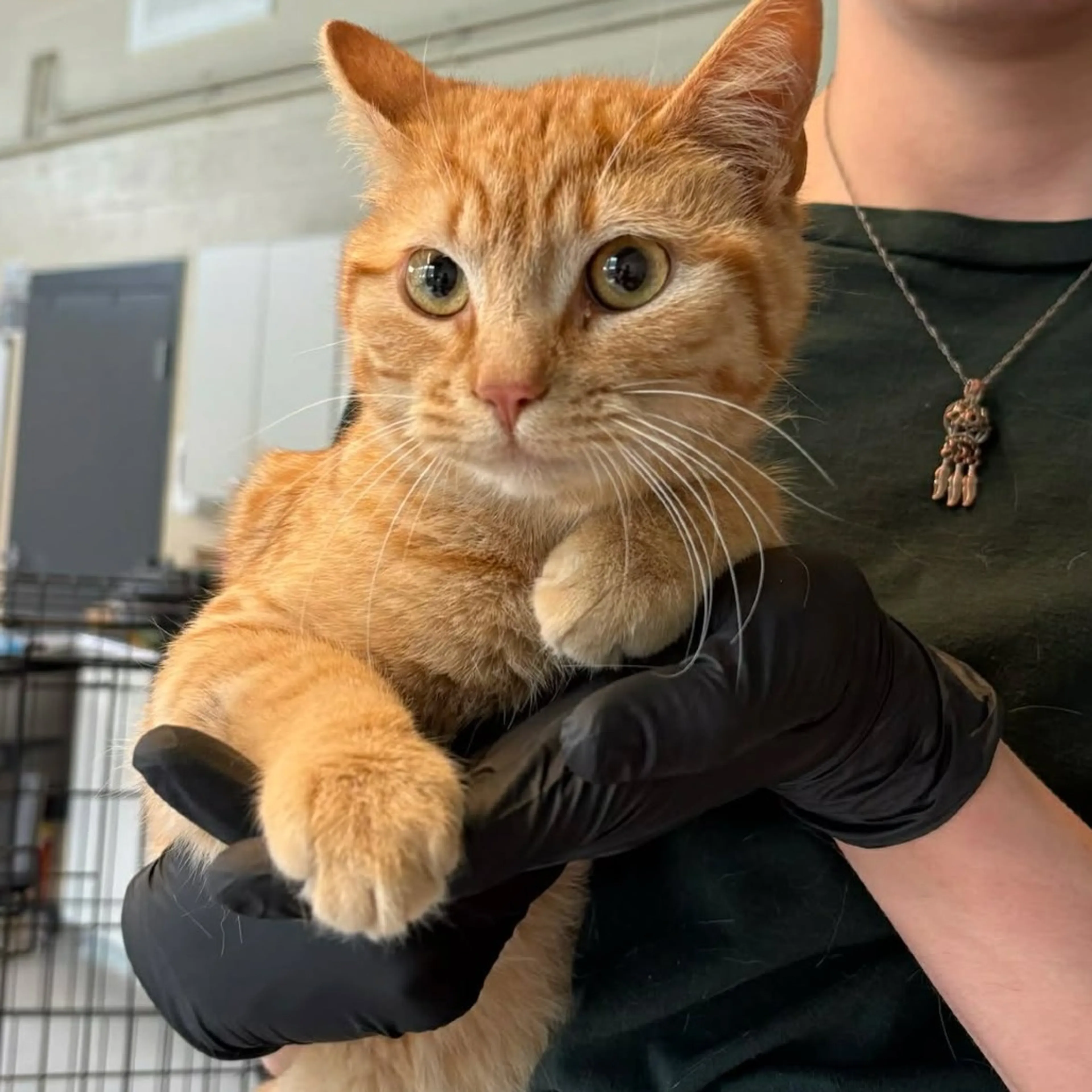 Found pet-1
