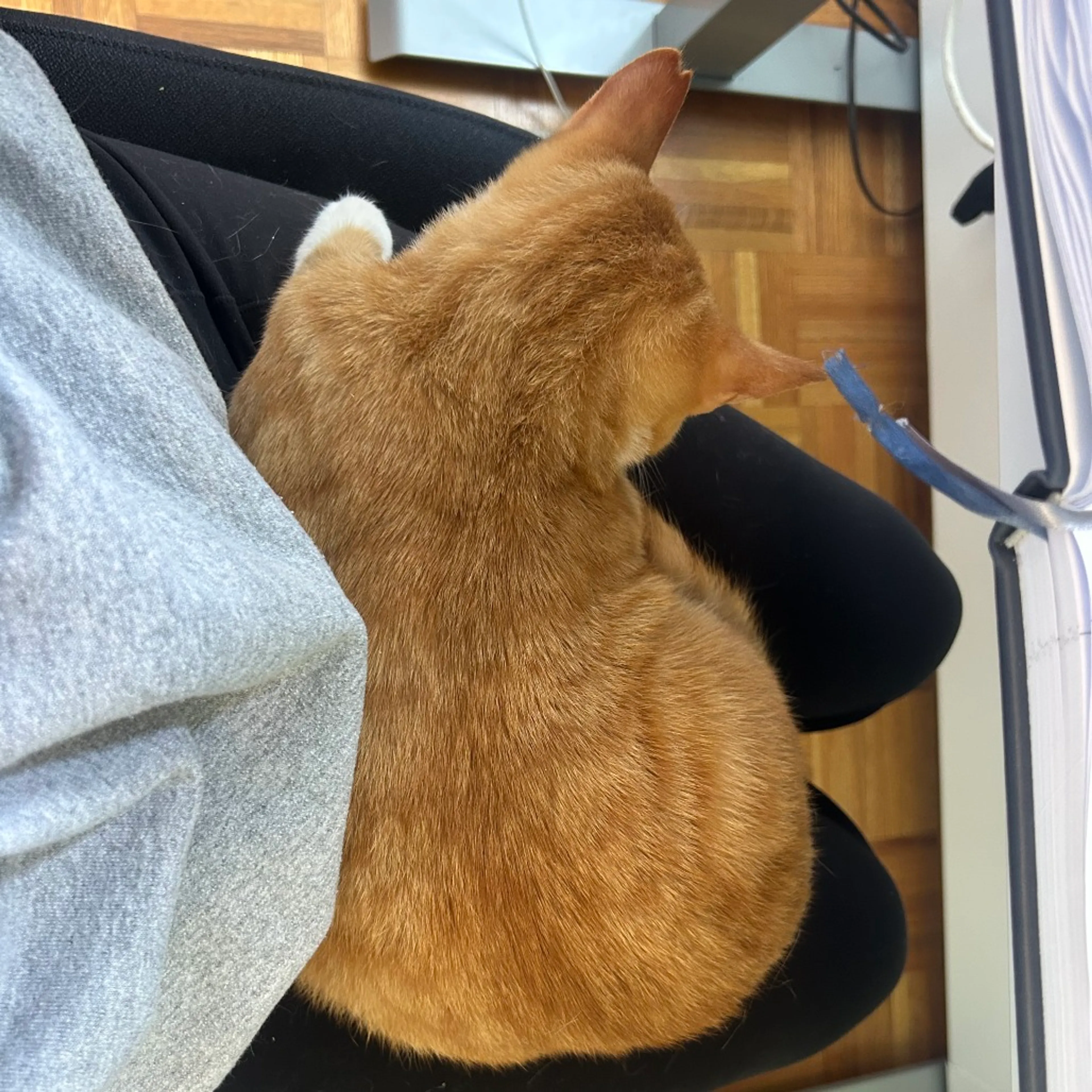 Found pet-4