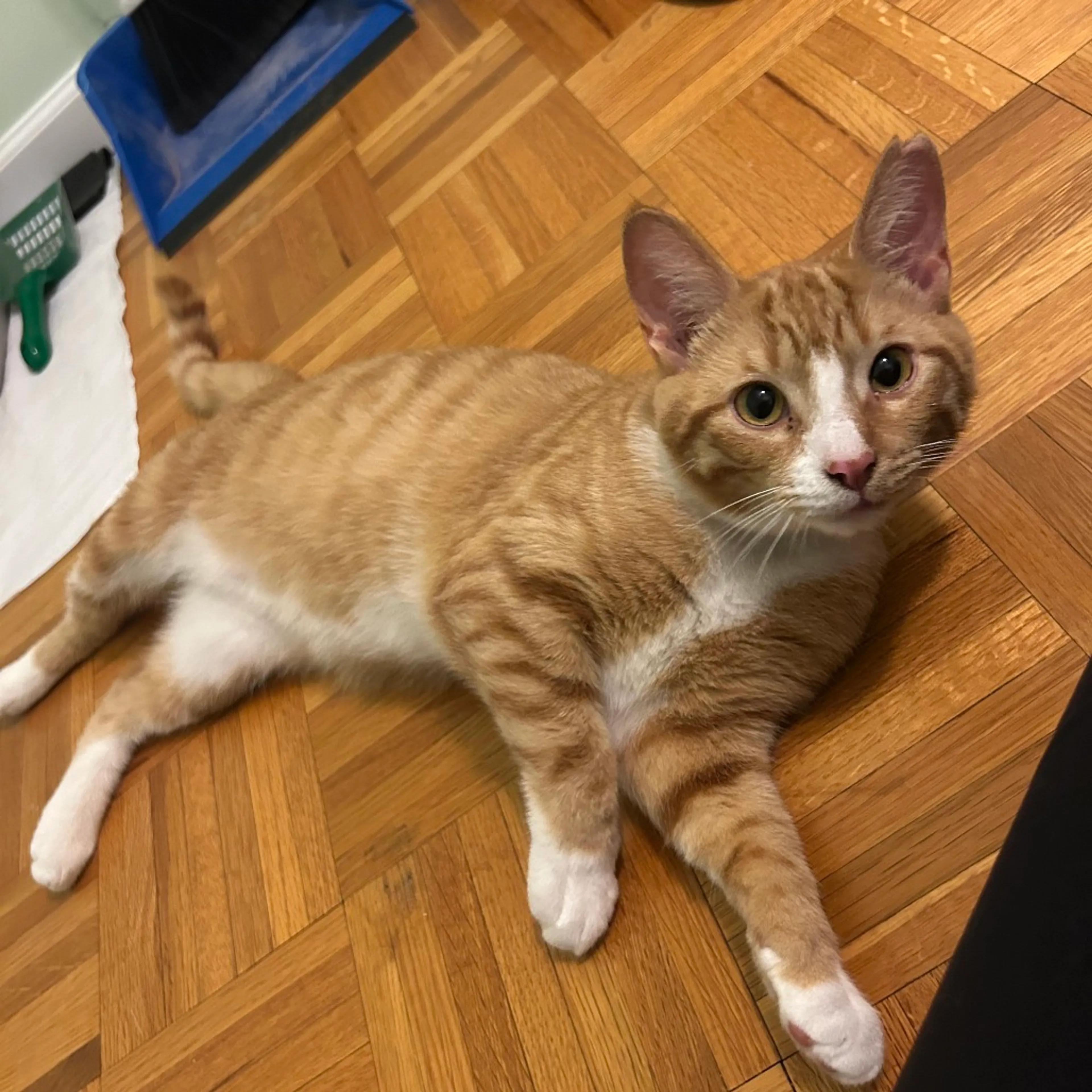 Found pet-0