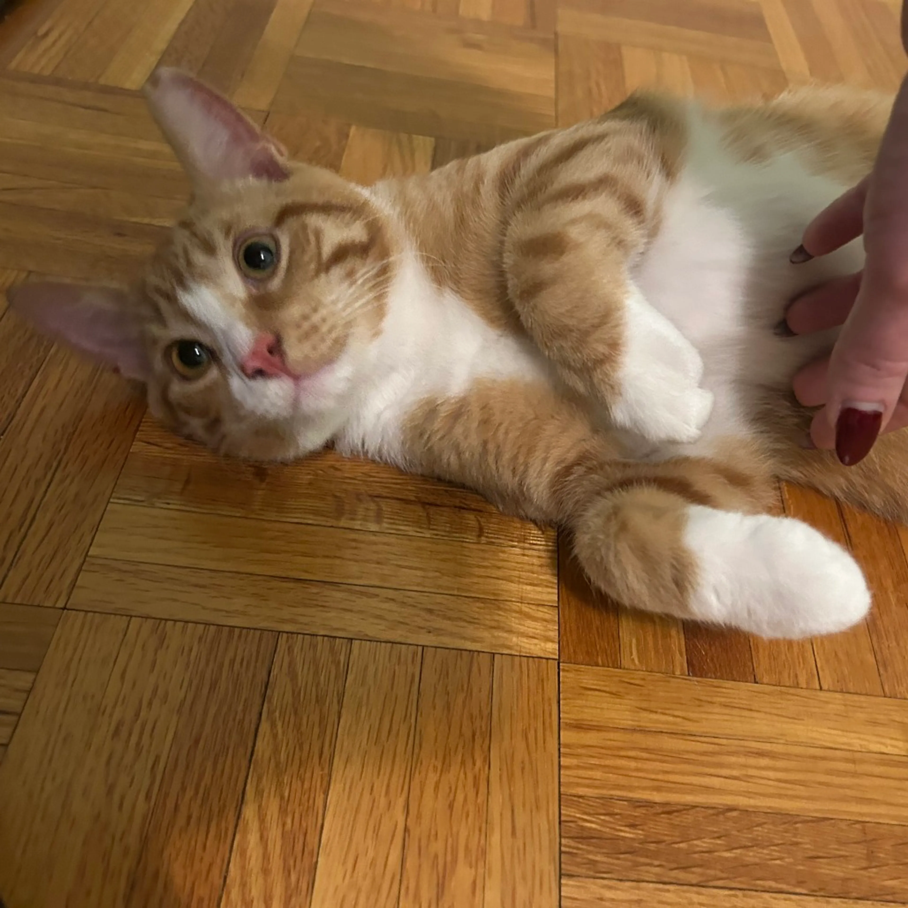 Found pet-2