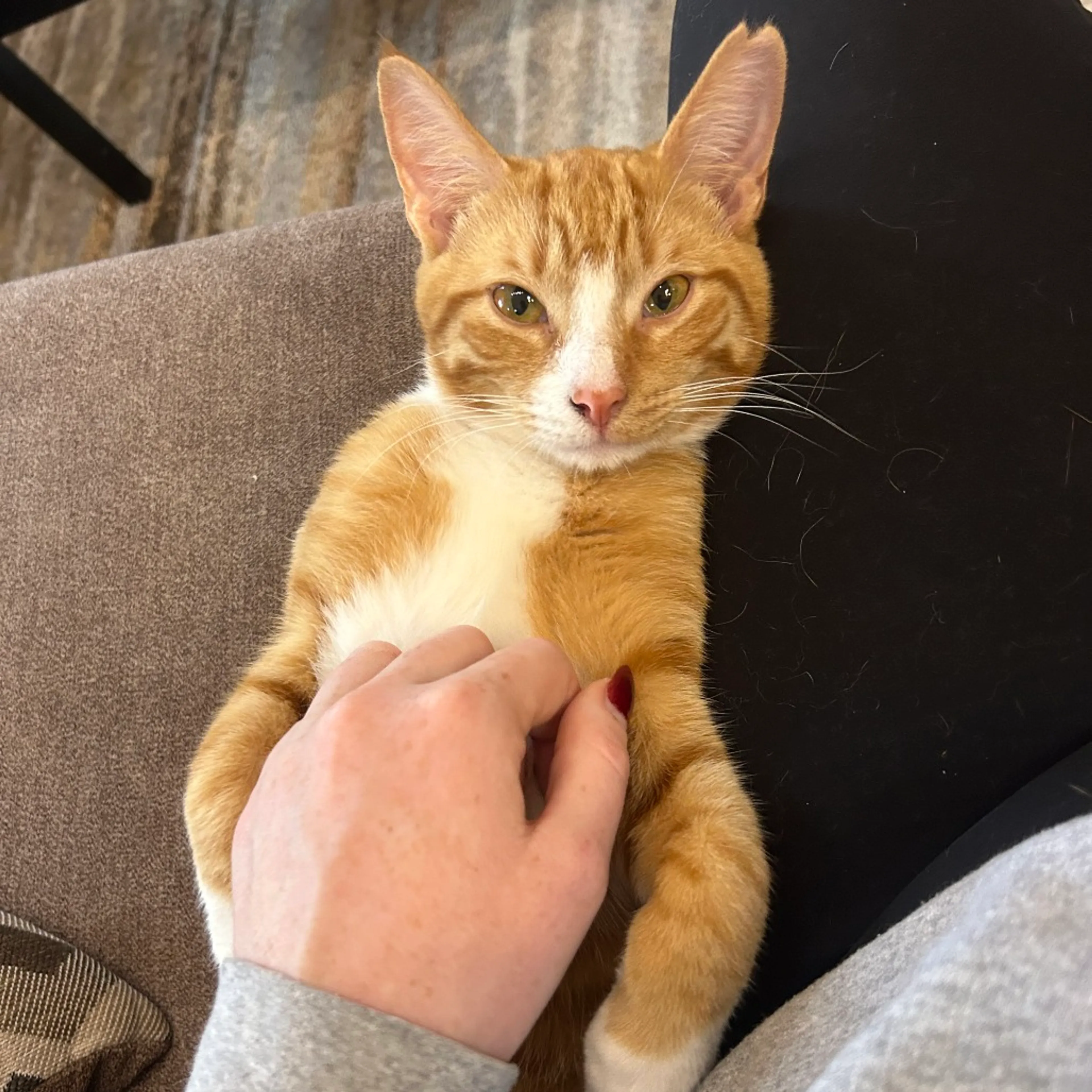 Found pet-3