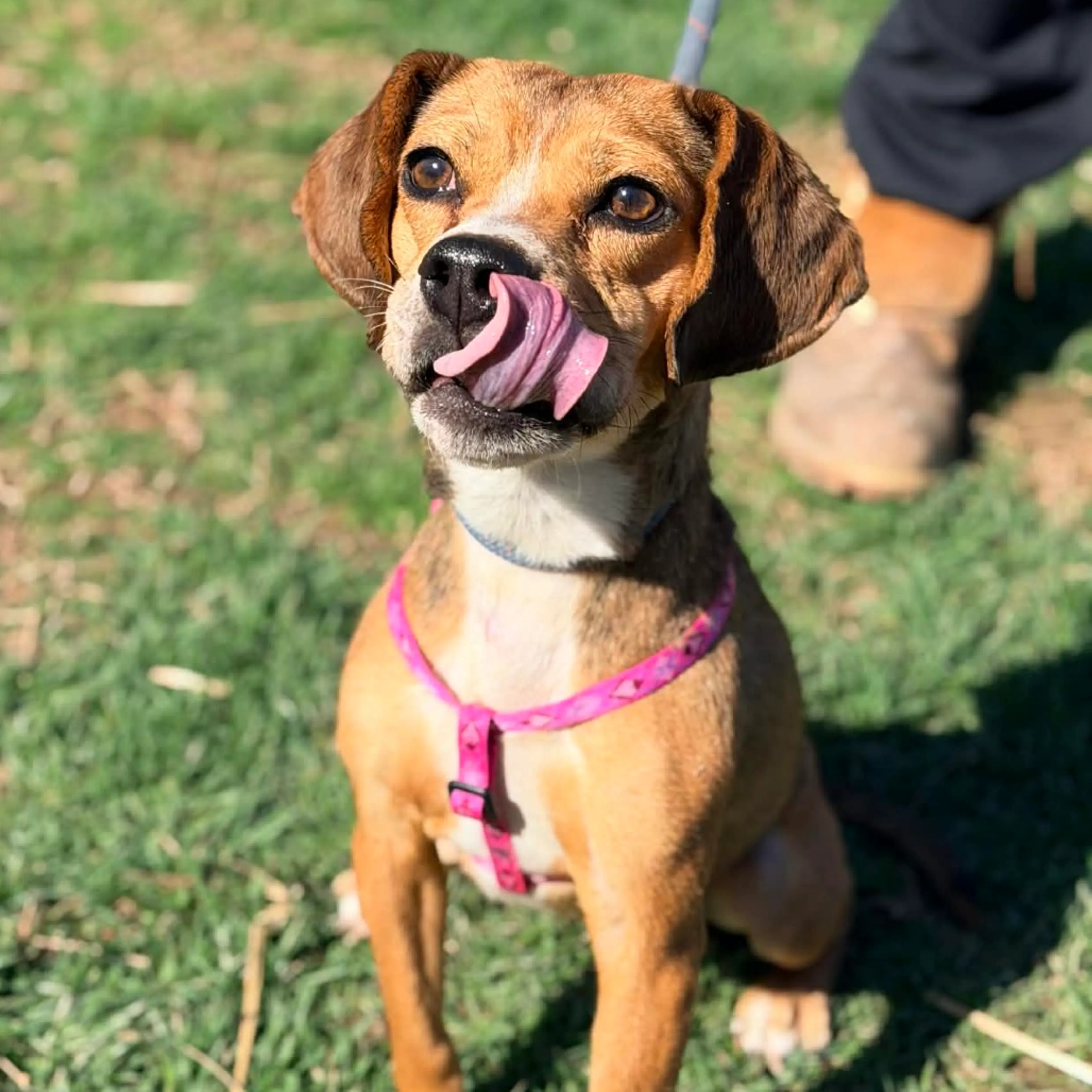 Found pet-1