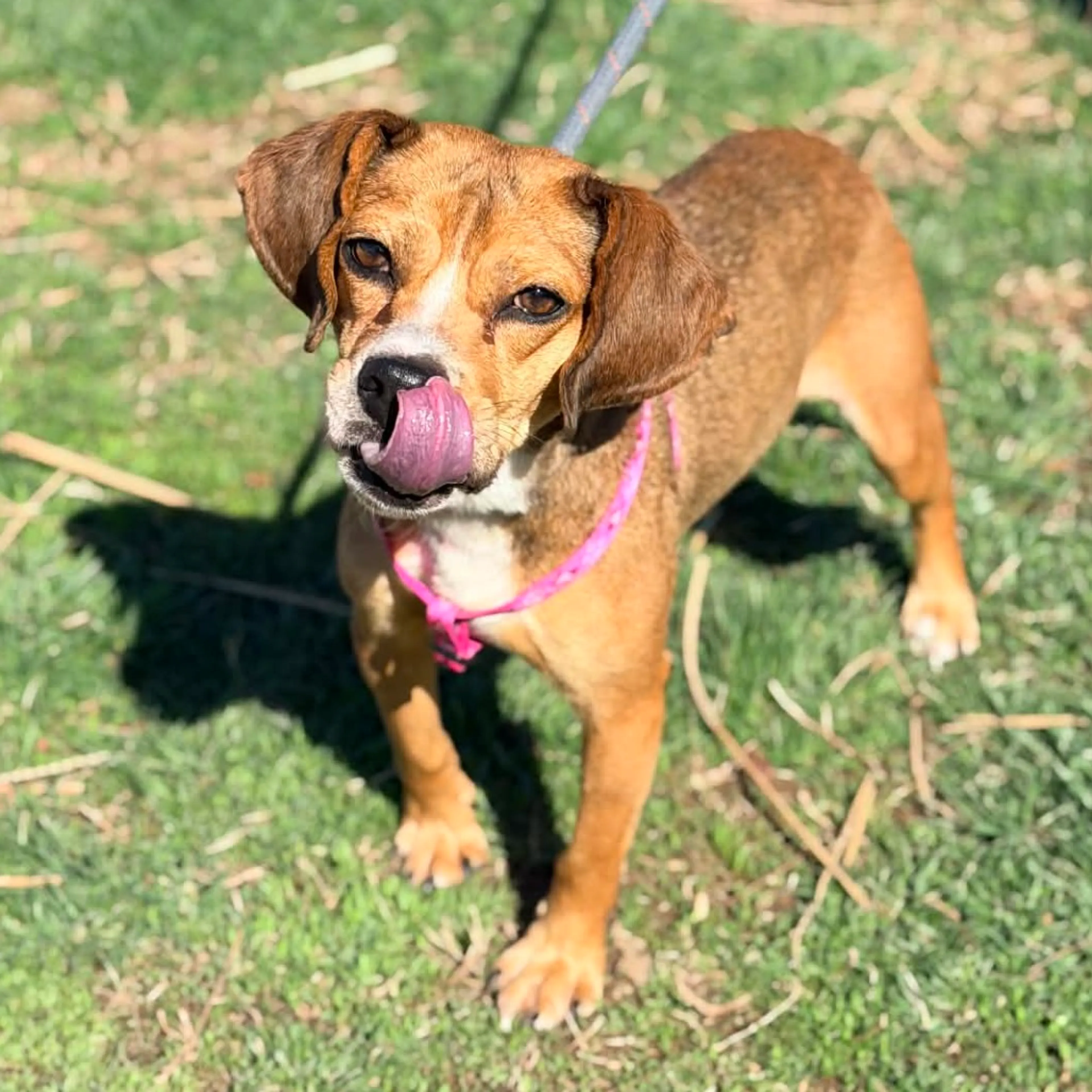 Found pet-4
