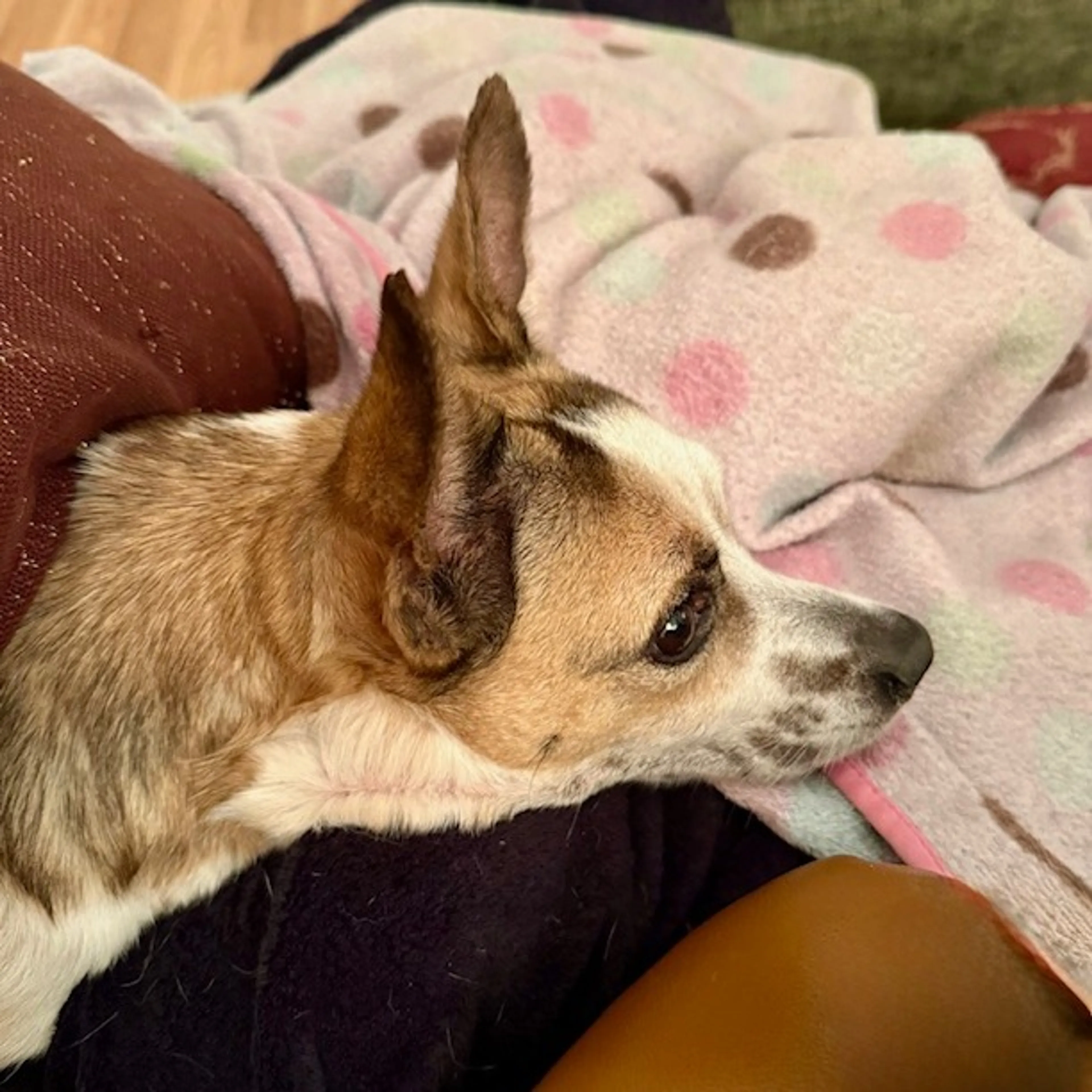 Found pet-3