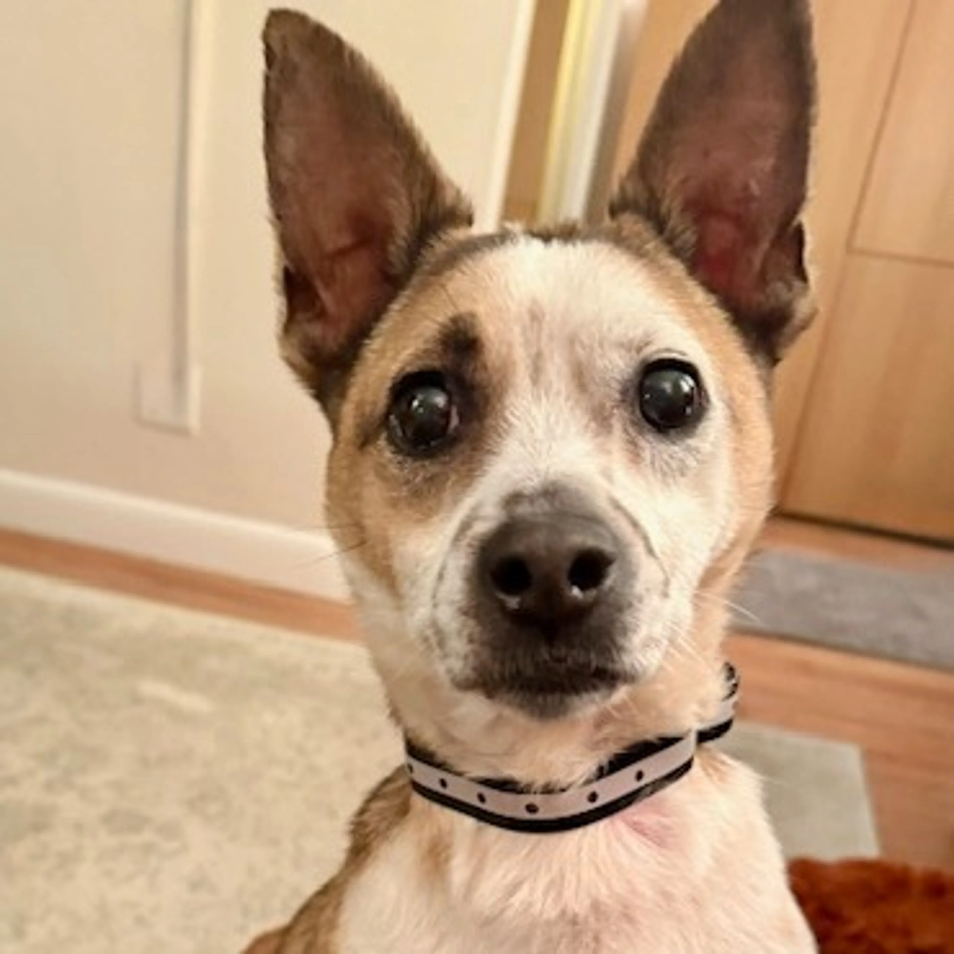 Found pet-1