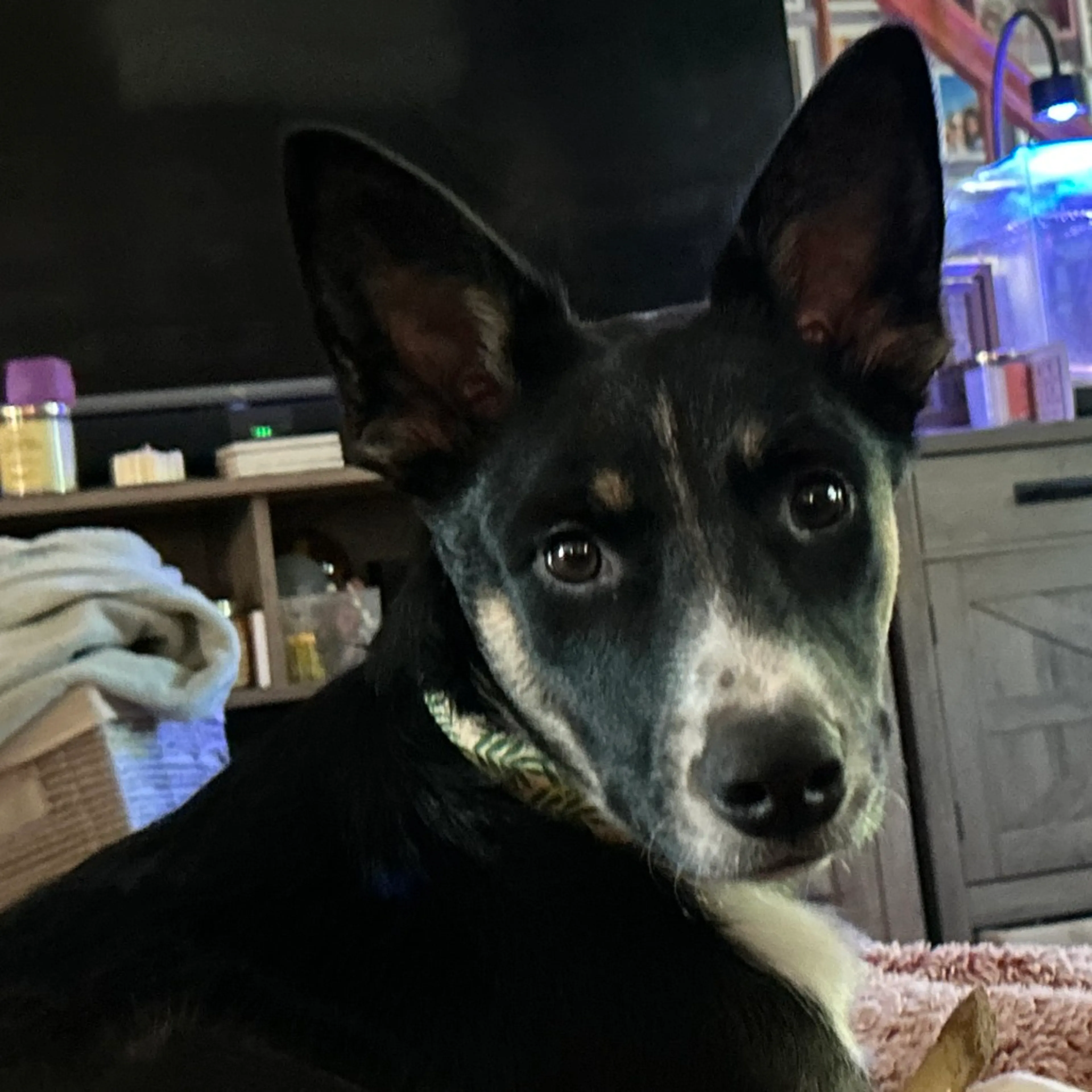 Found pet-3