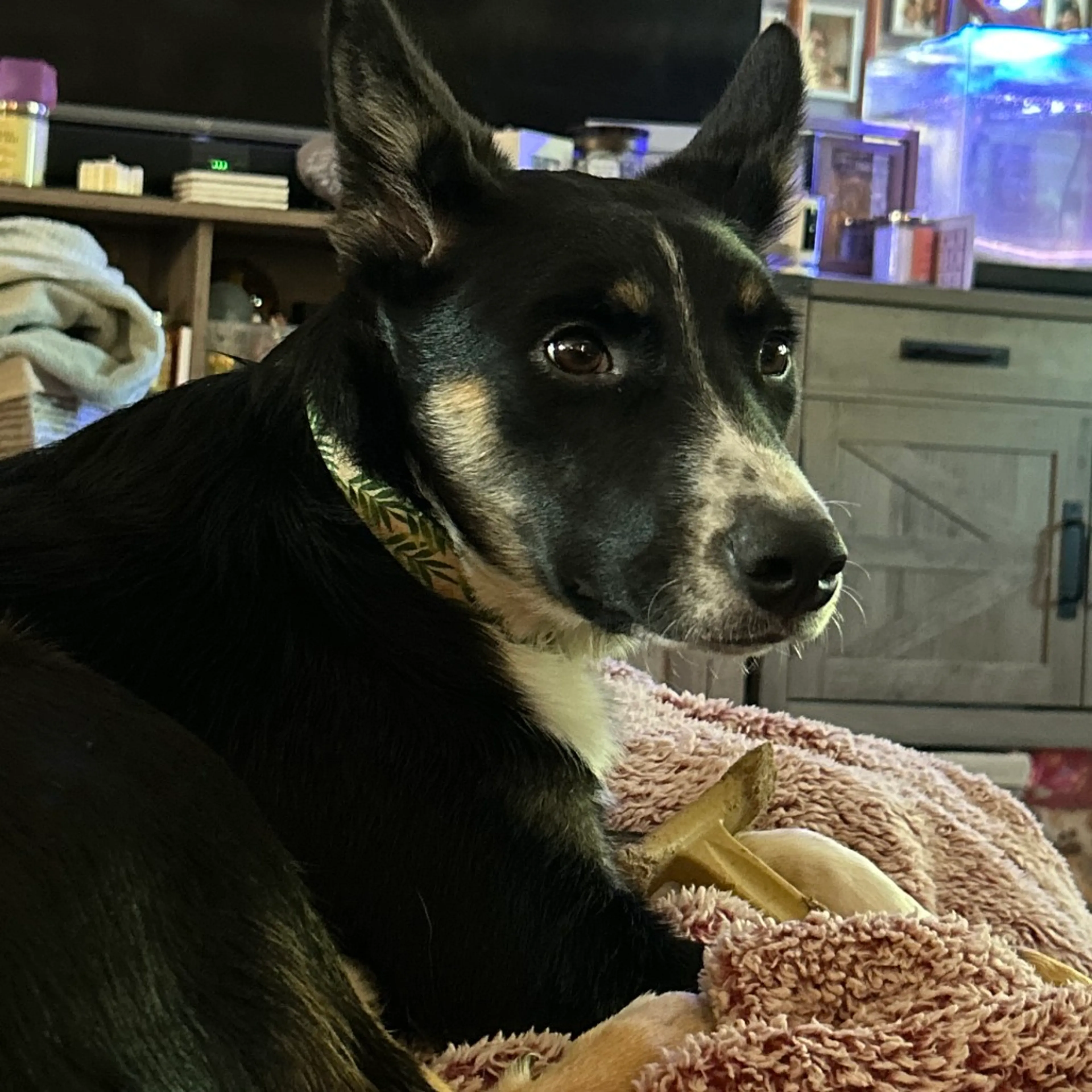 Found pet-4