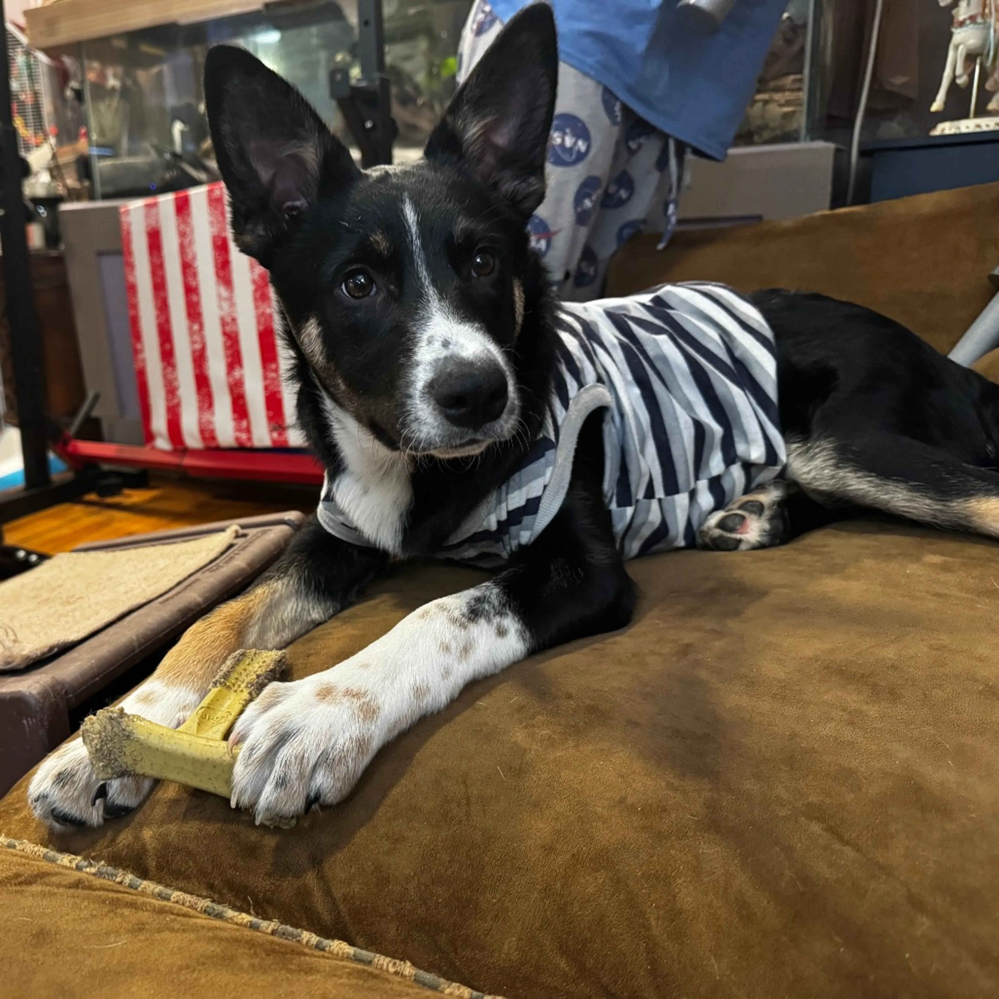 Found pet-2